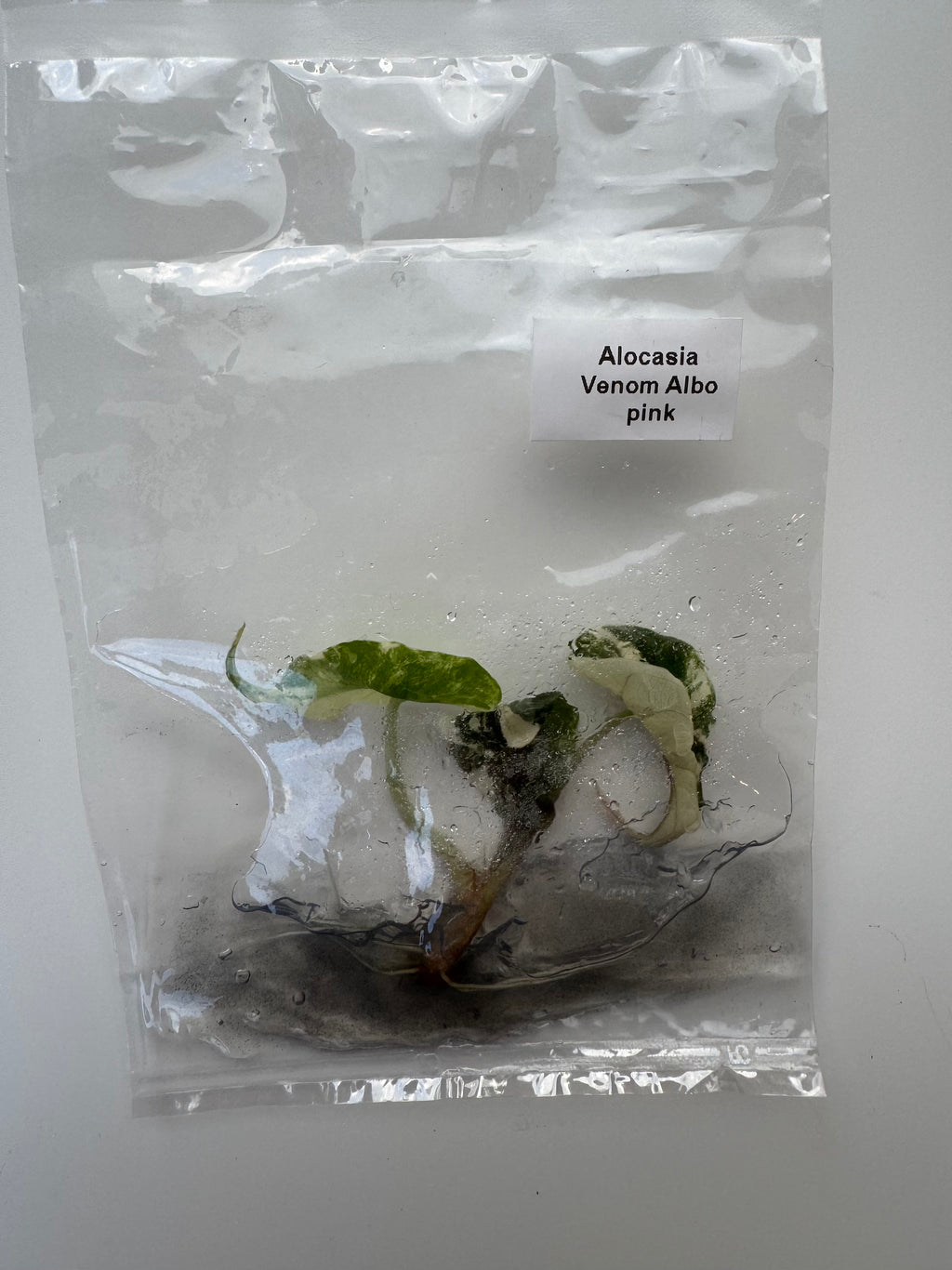 Alocasia Venom Albo pink