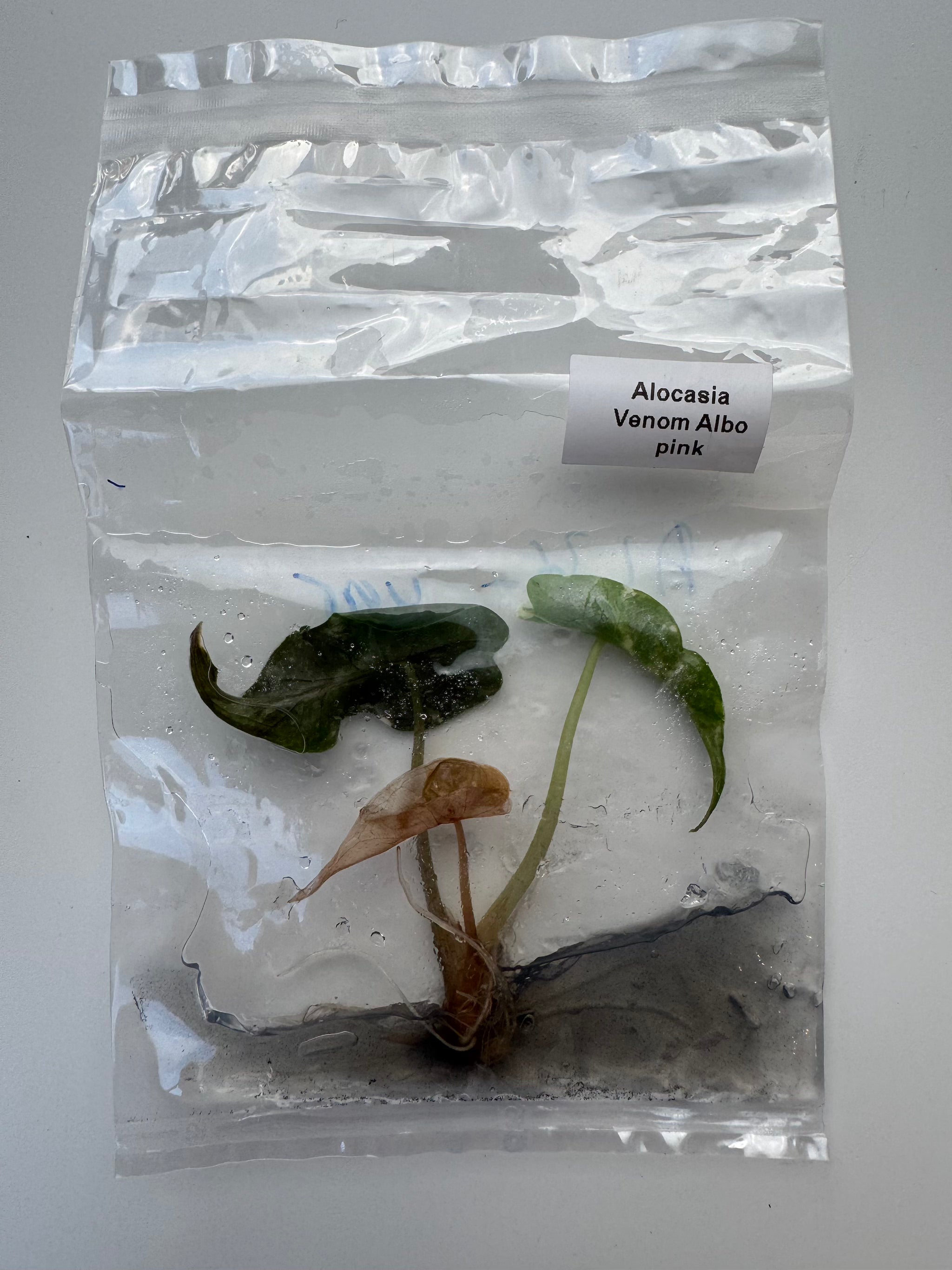 Alocasia Venom Albo pink