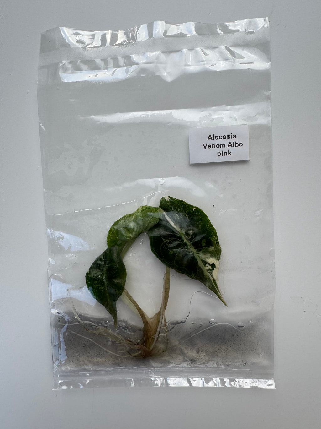 Alocasia Venom Albo pink