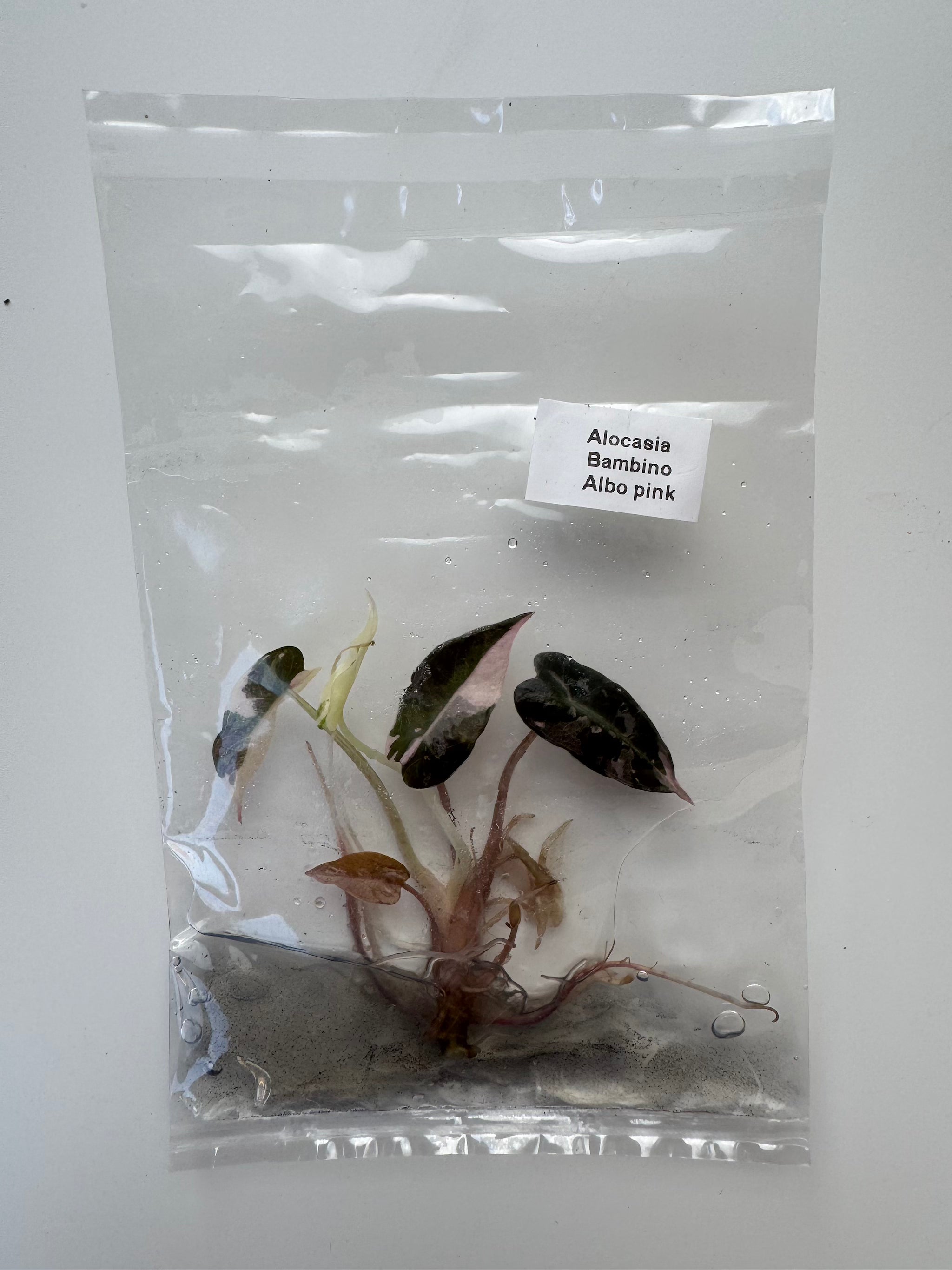 Alocasia Bambino Albo pink