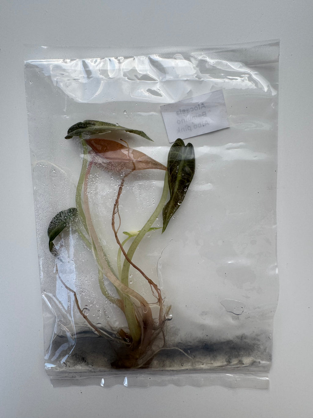 Alocasia Bambino Albo pink