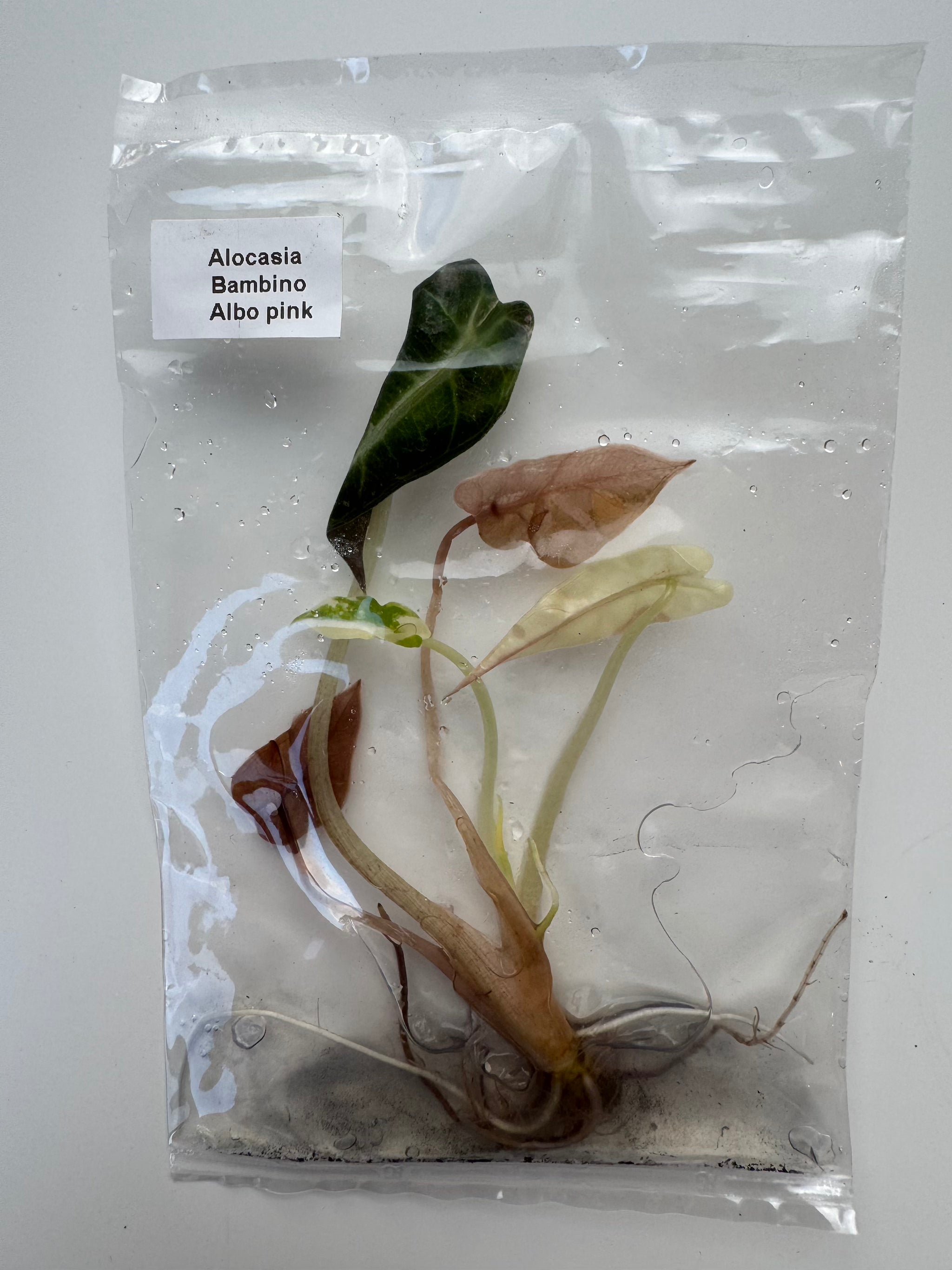 Alocasia Bambino Albo pink