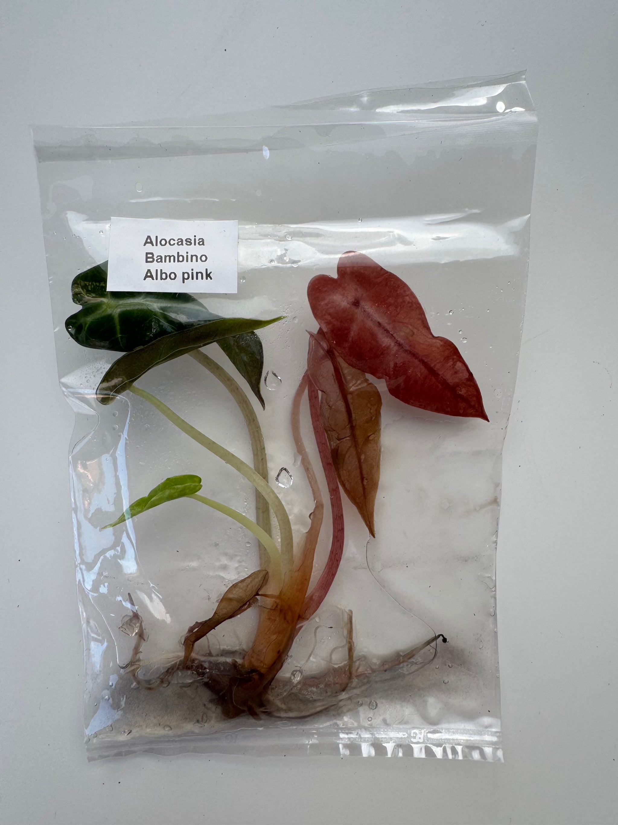 Alocasia Bambino Albo pink