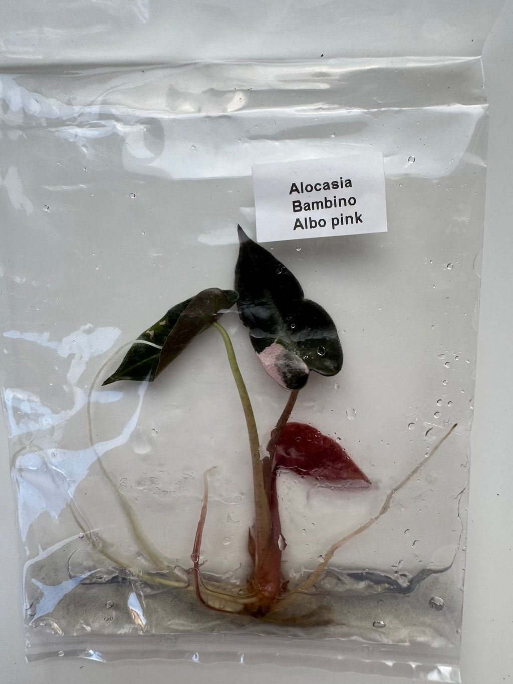 Alocasia Bambino Albo pink