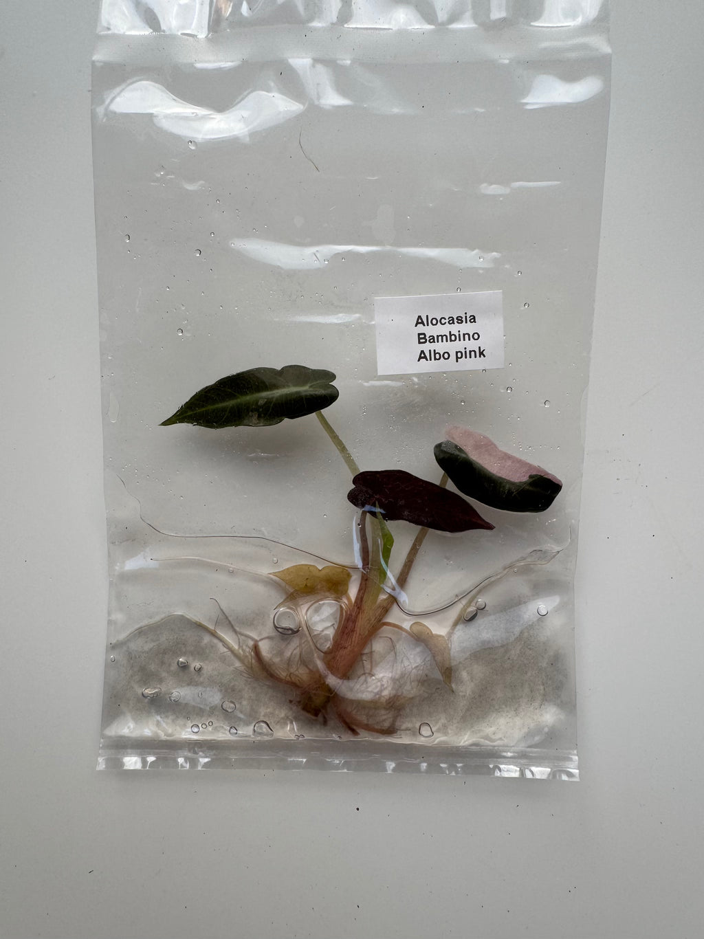 Alocasia Bambino Albo pink