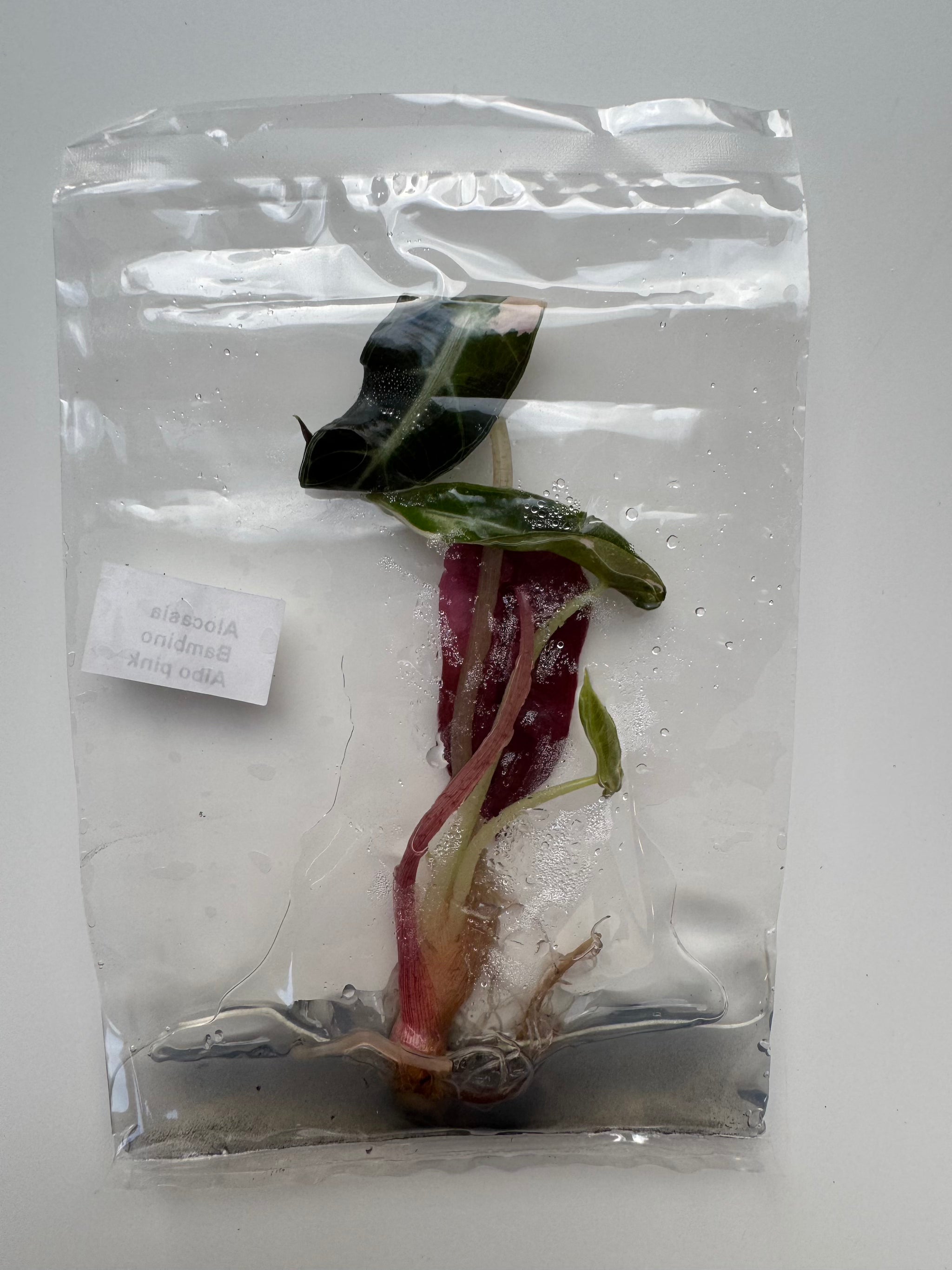 Alocasia Bambino Albo pink