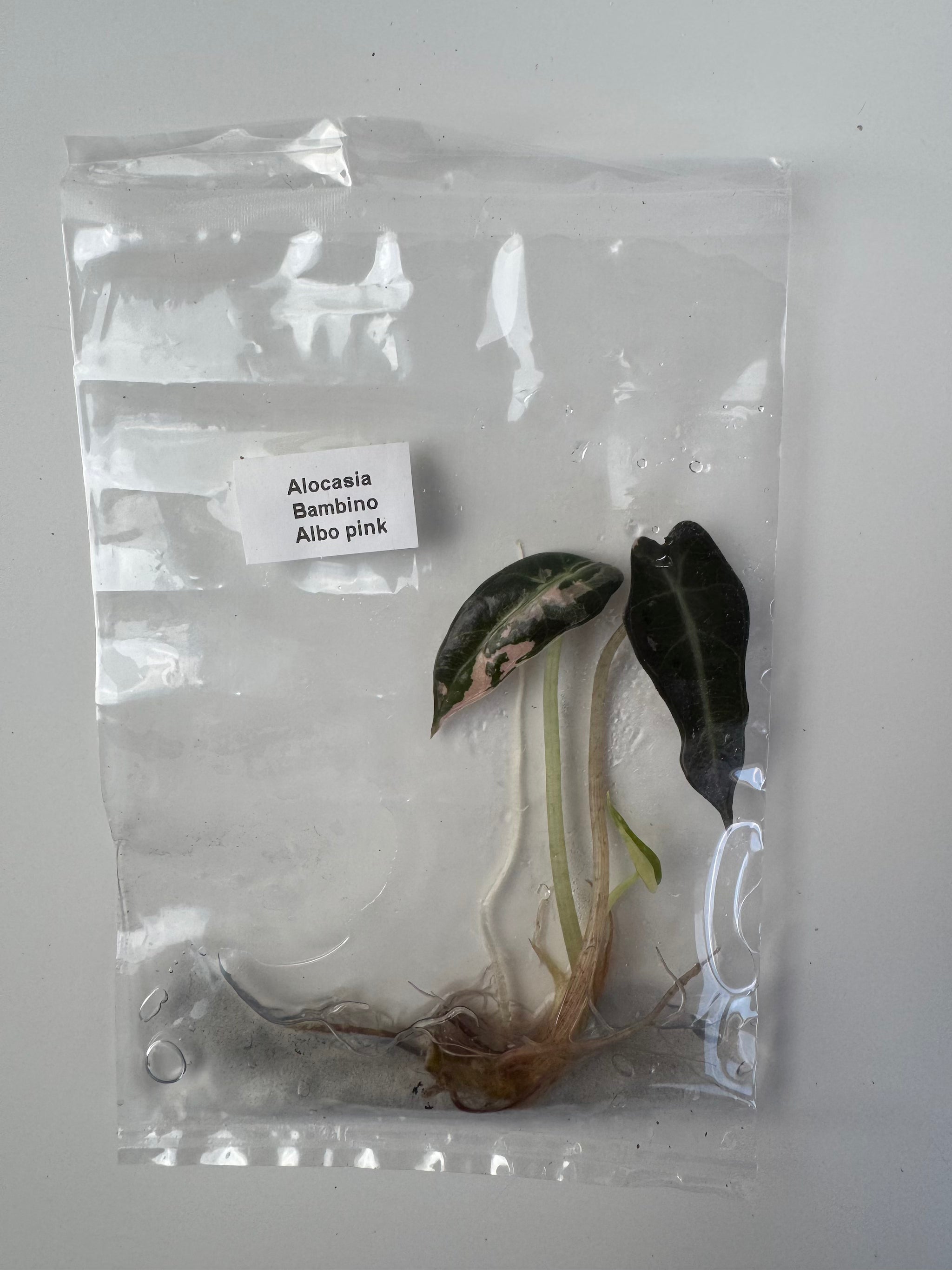 Alocasia Bambino Albo pink