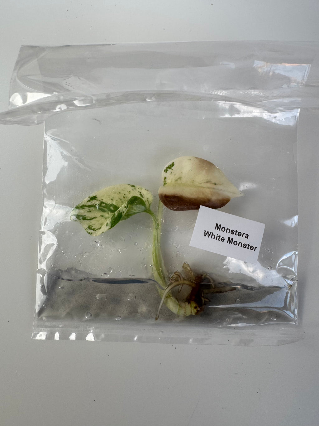 Monstera White Monster