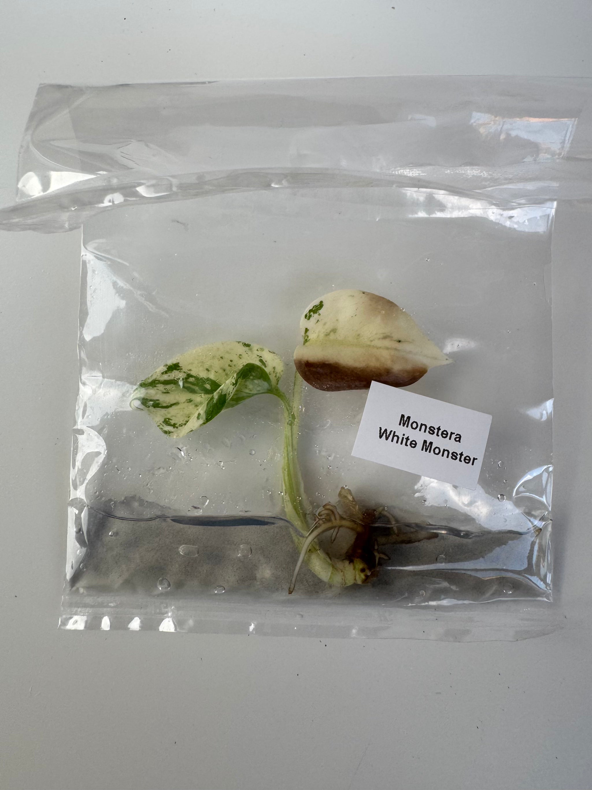 Monstera White Monster