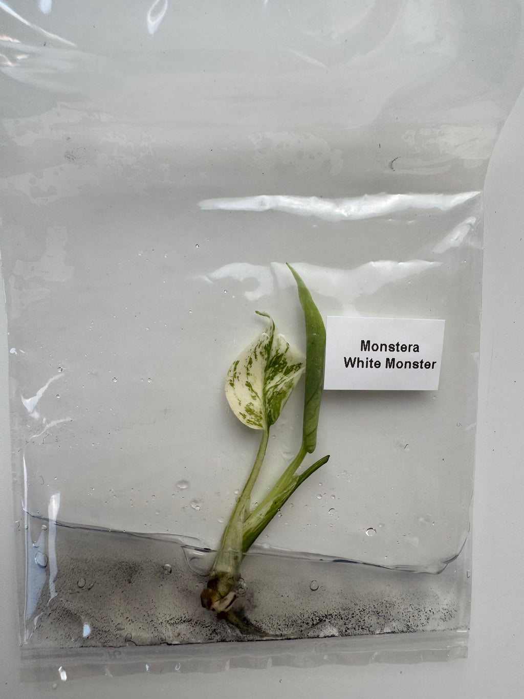 Monstera White Monster