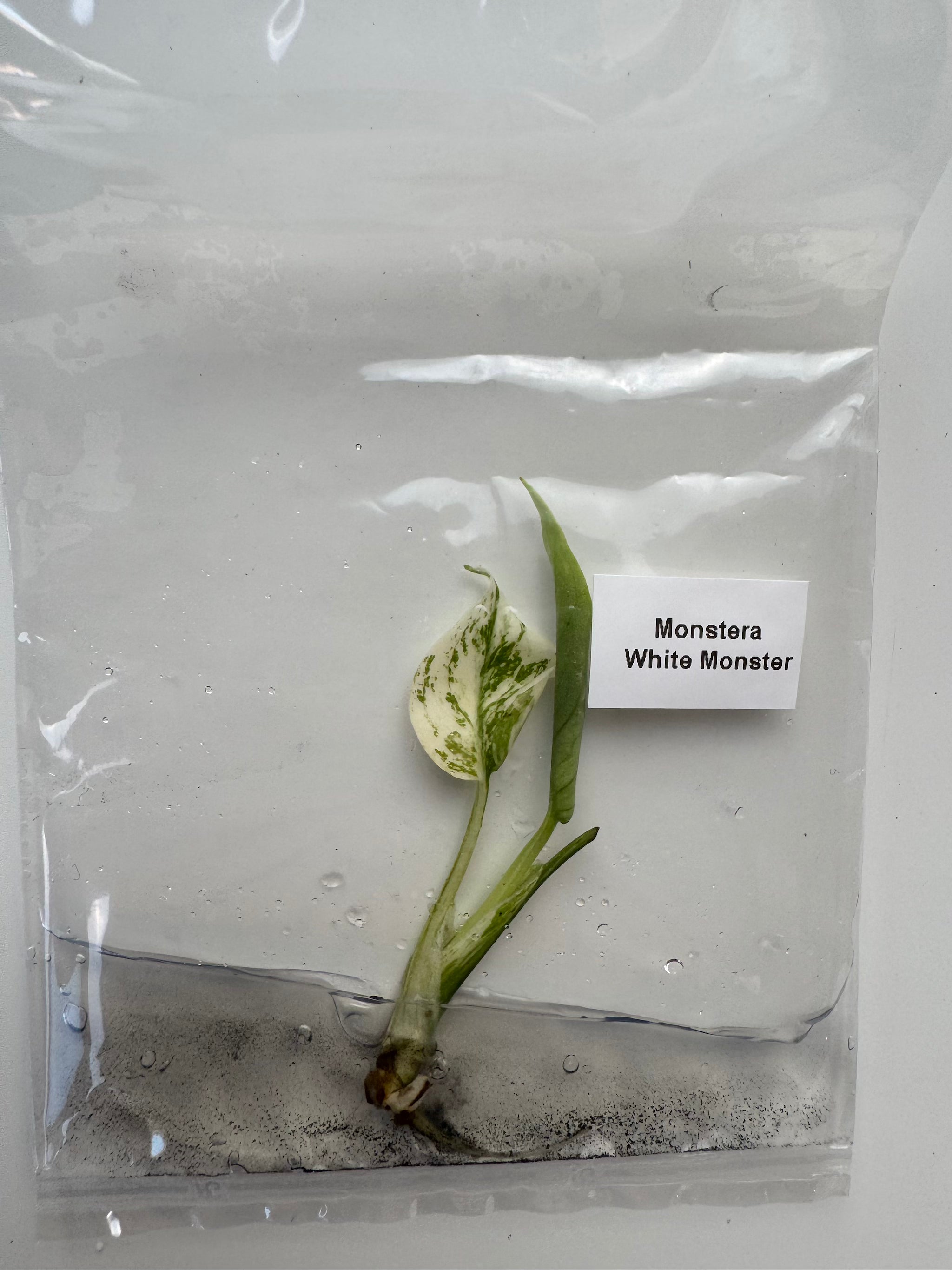 Monstera White Monster