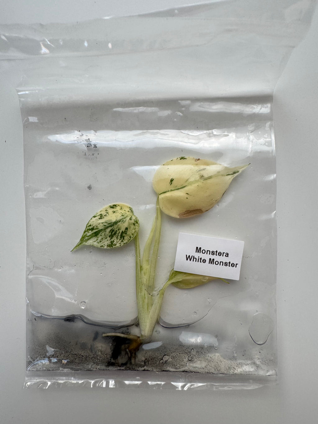 Monstera White Monster