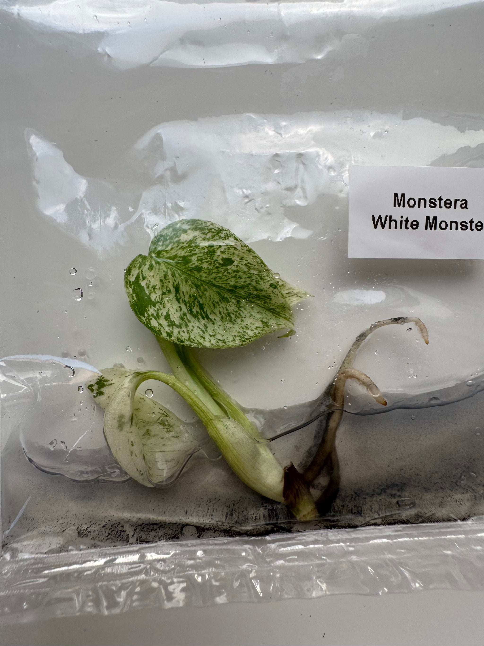 Monstera White Monster