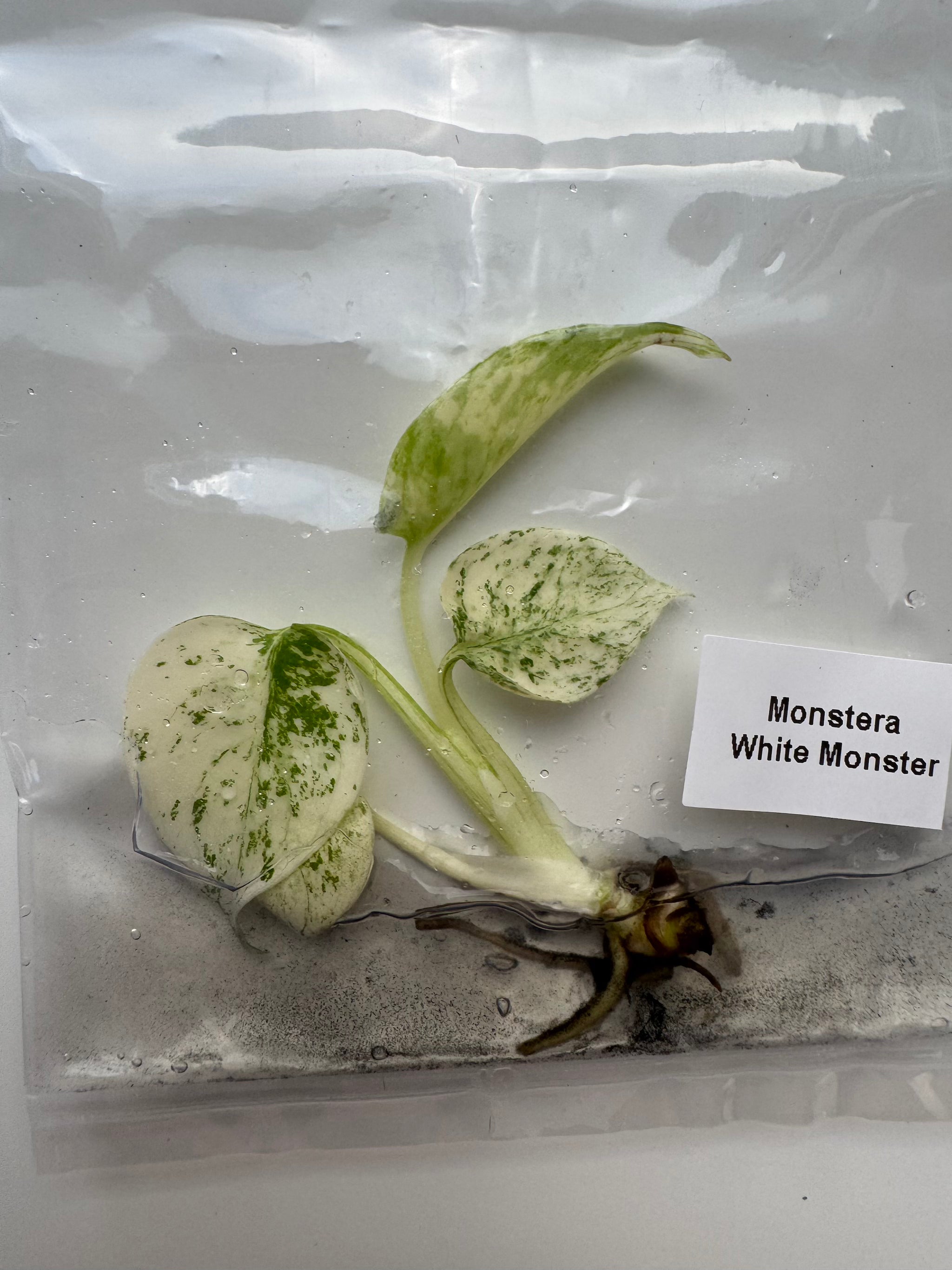 Monstera White Monster