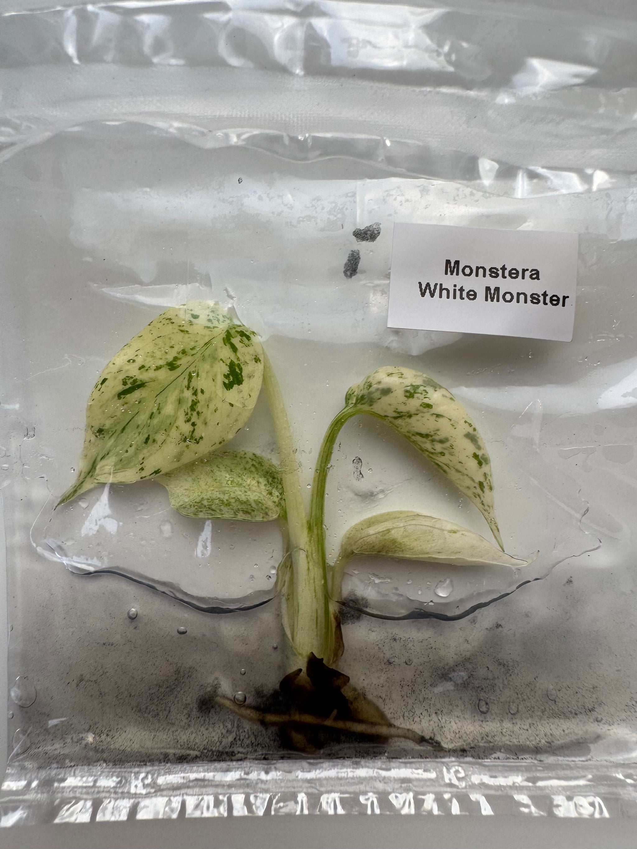 Monstera White Monster