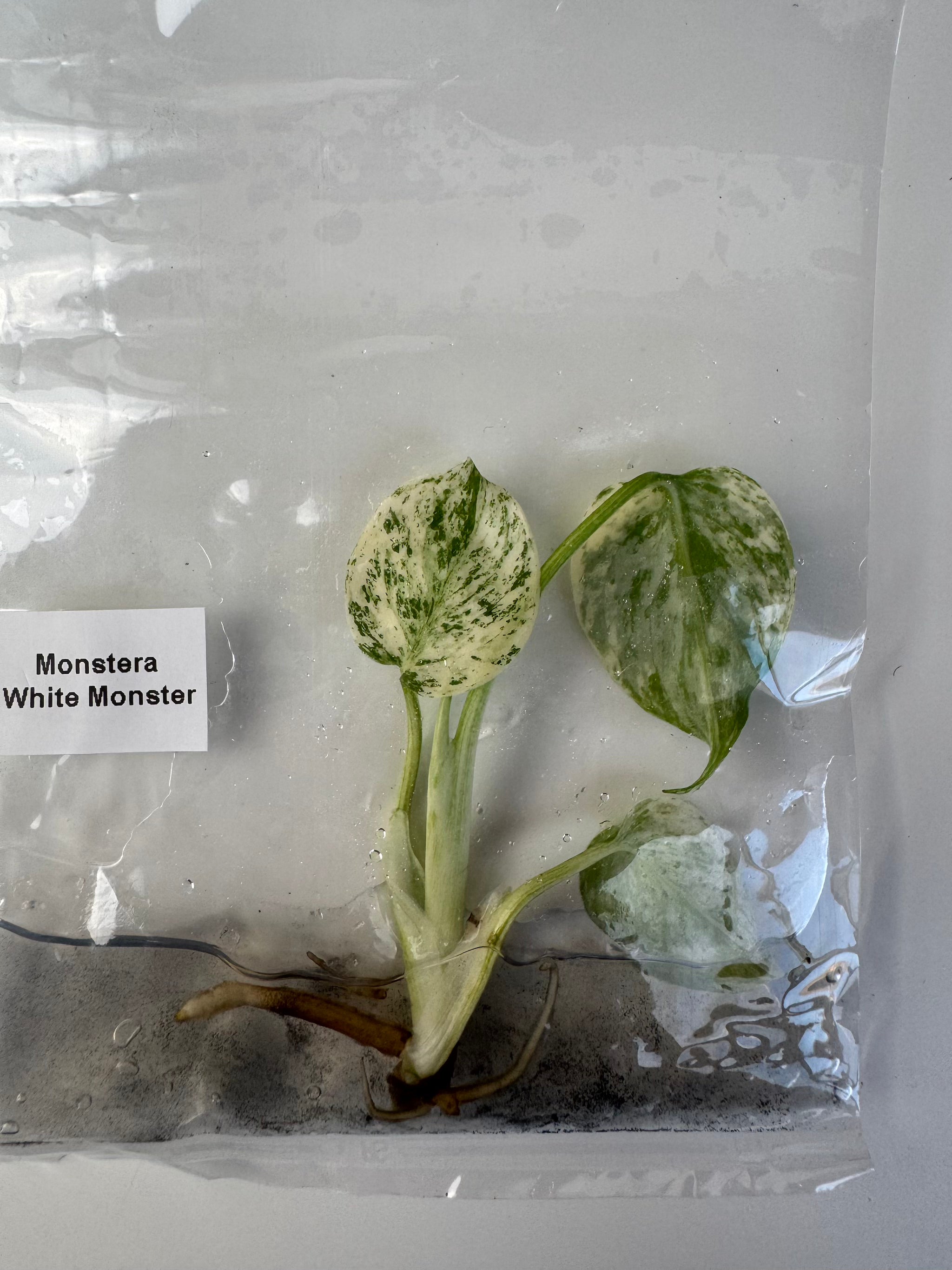 Monstera White Monster