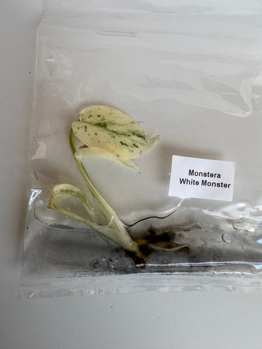 Monstera White Monster