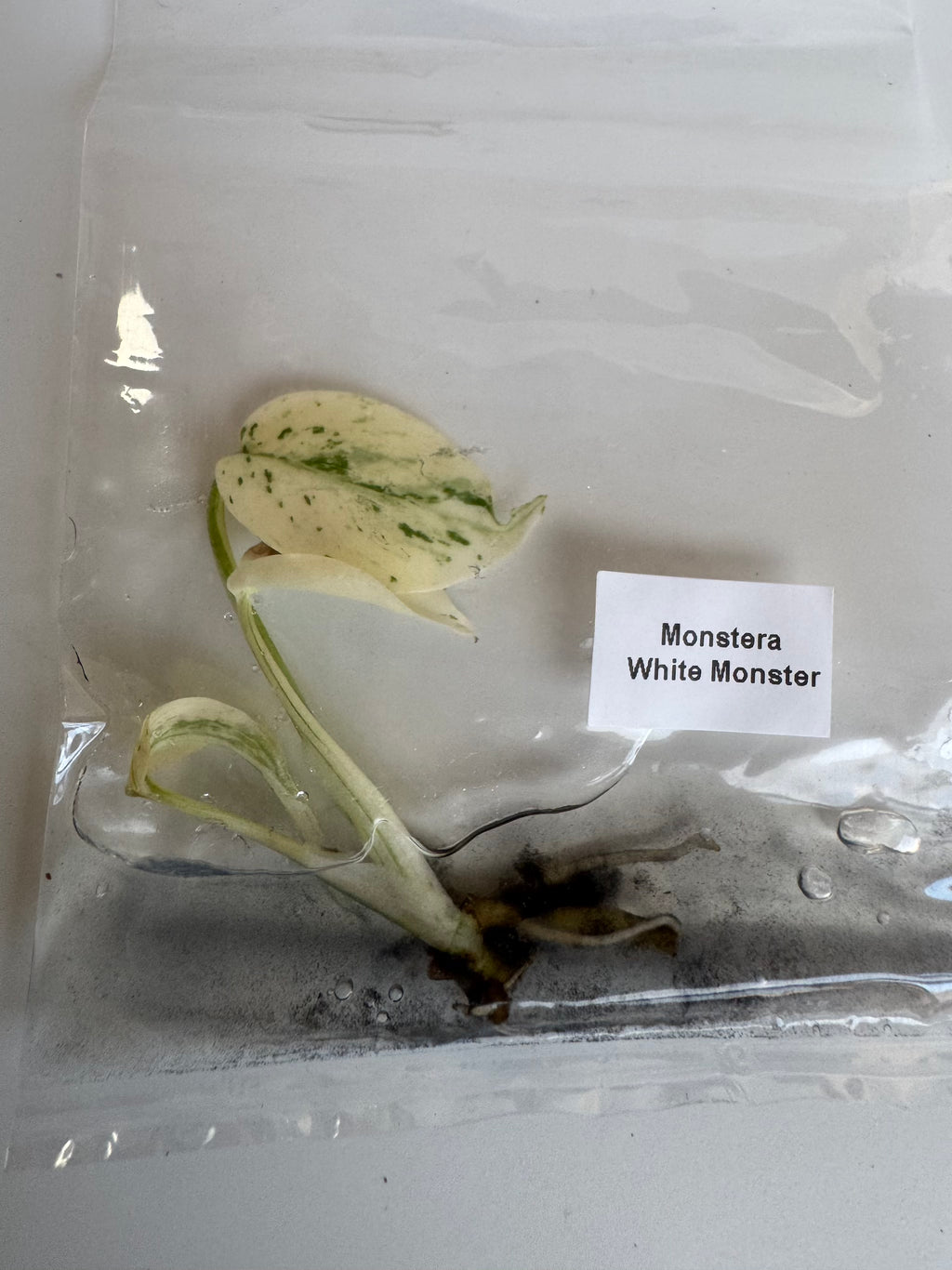 Monstera White Monster