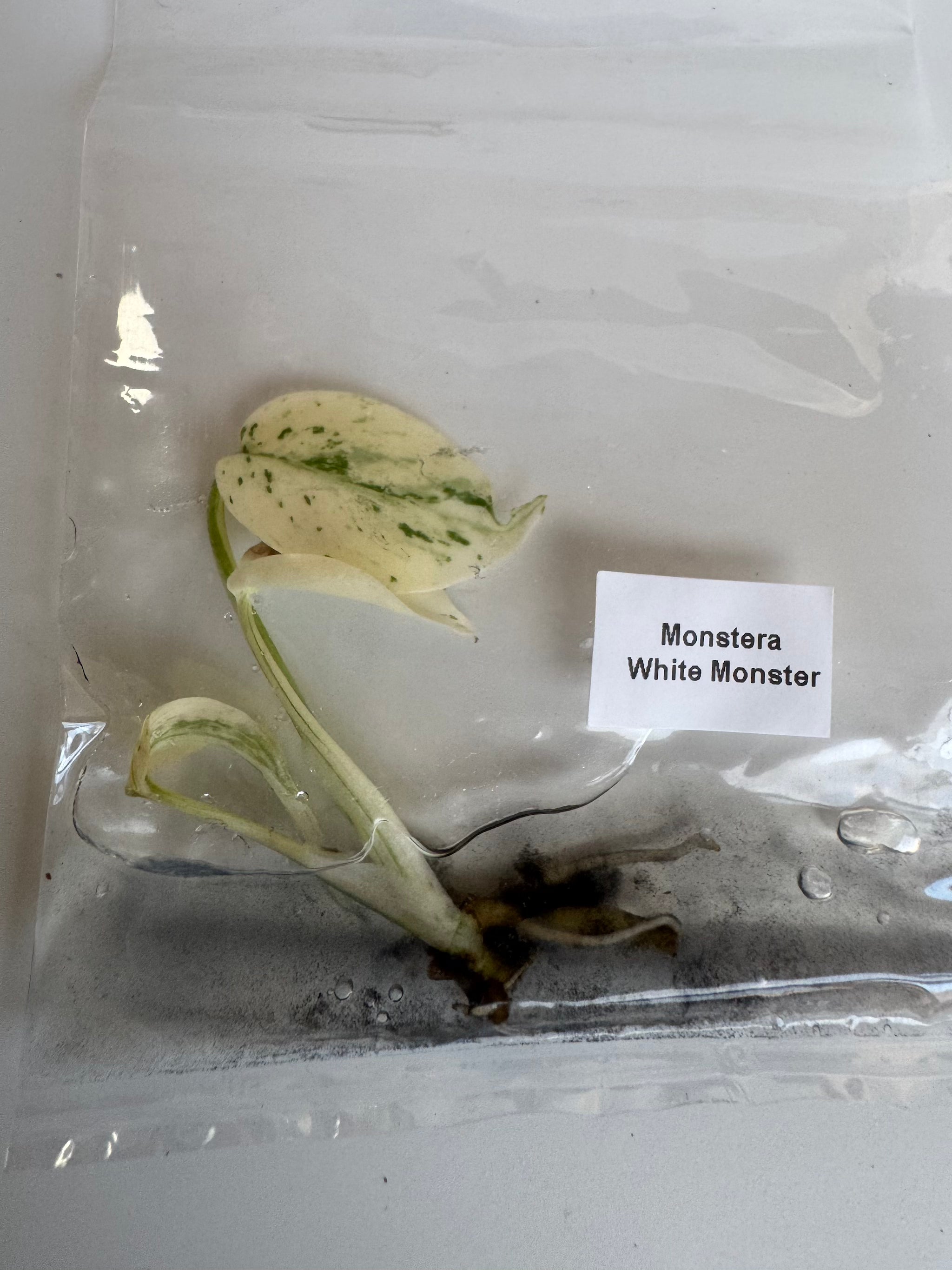 Monstera White Monster