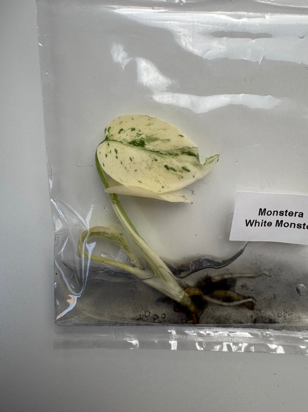 Monstera White Monster