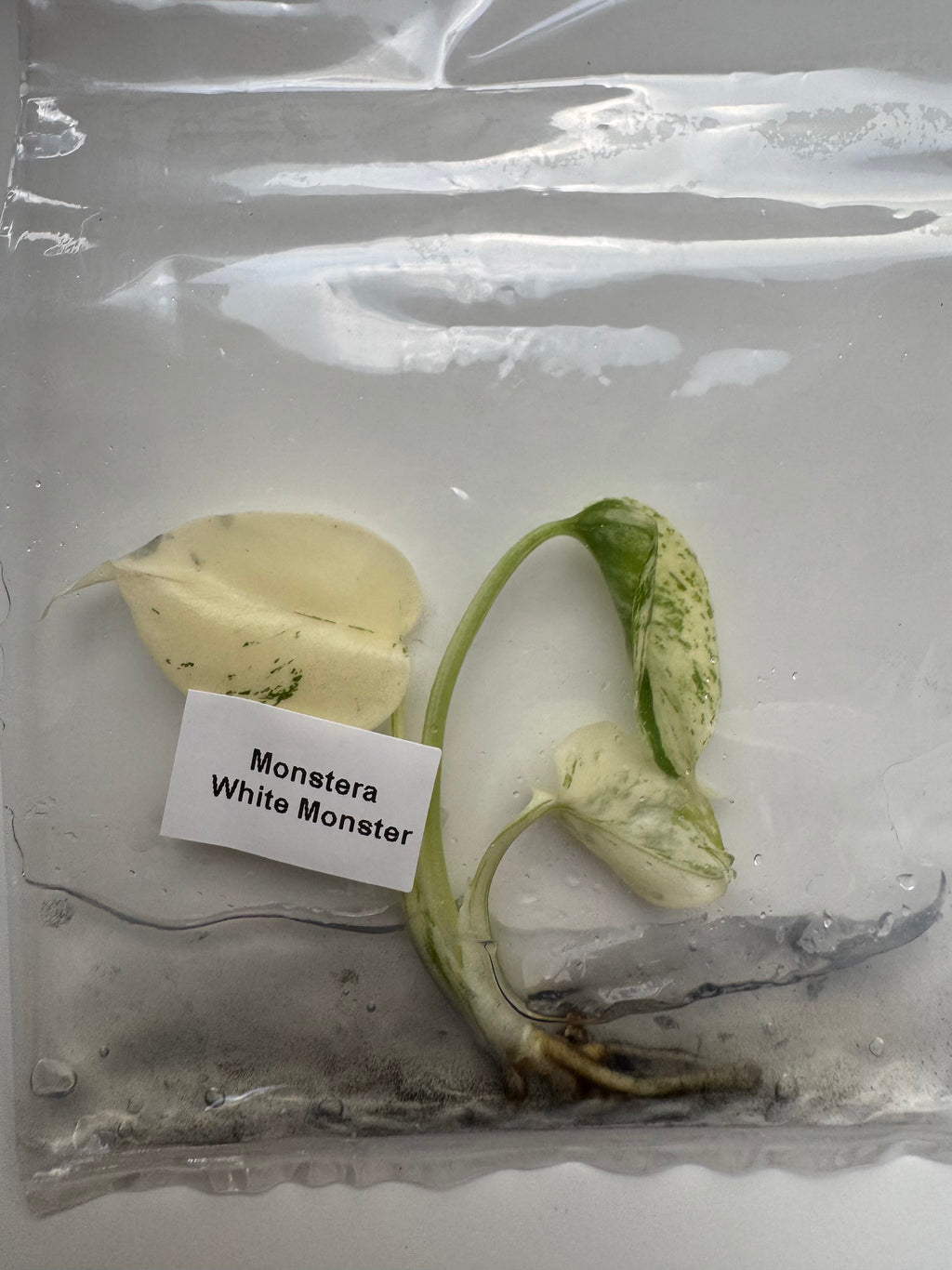 Monstera White Monster