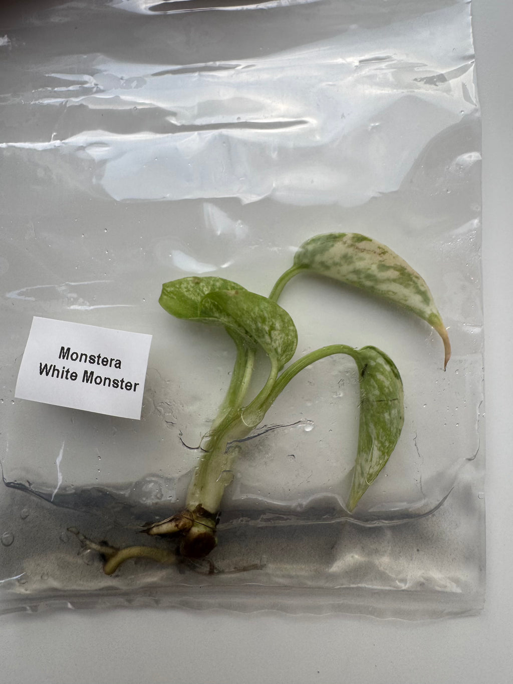Monstera White Monster