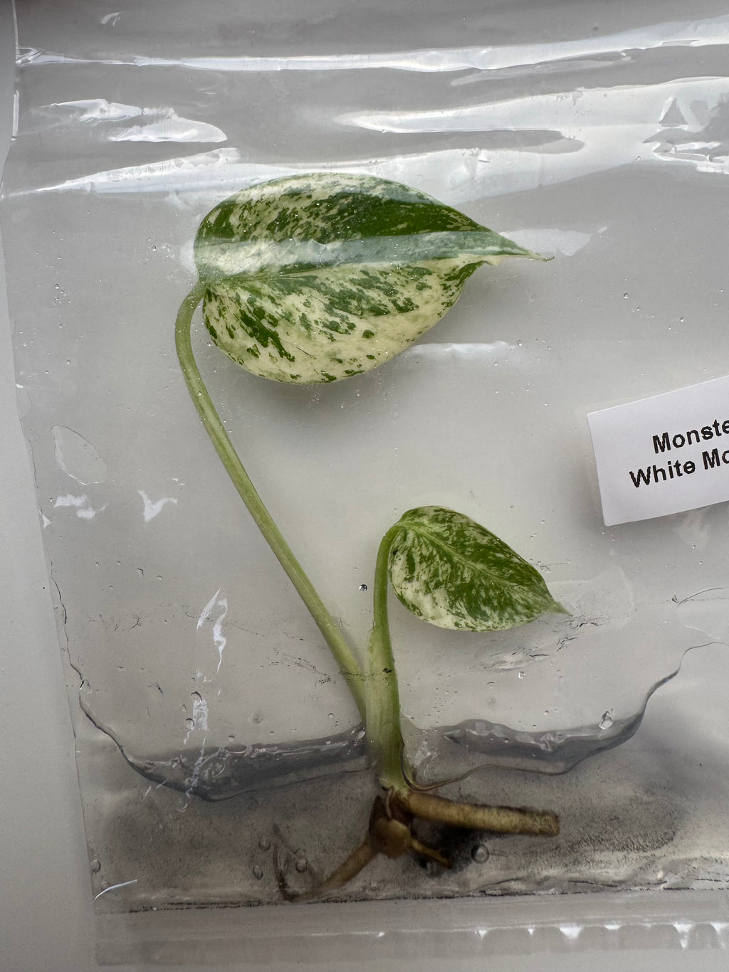 Monstera White Monster