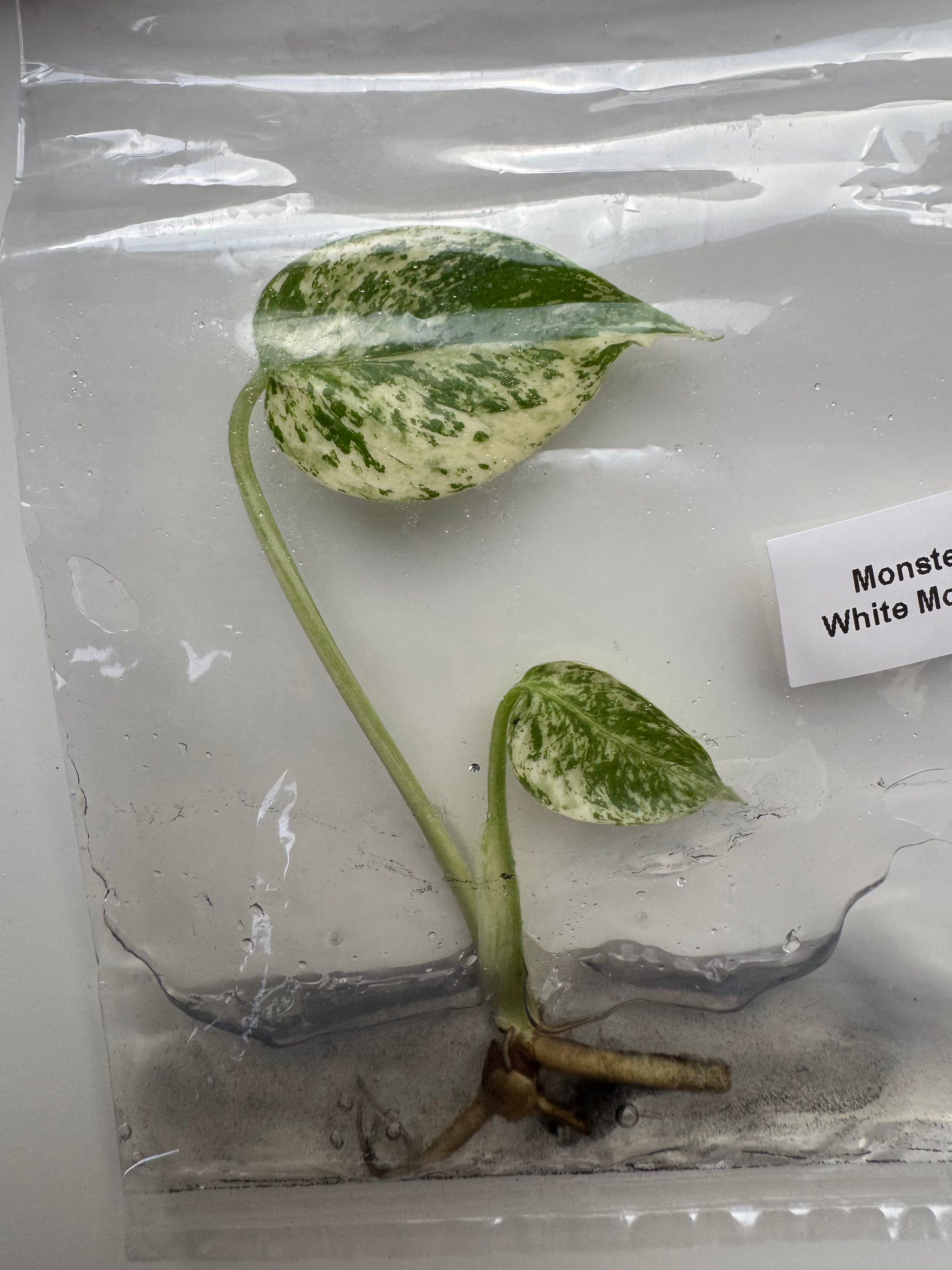 Monstera White Monster