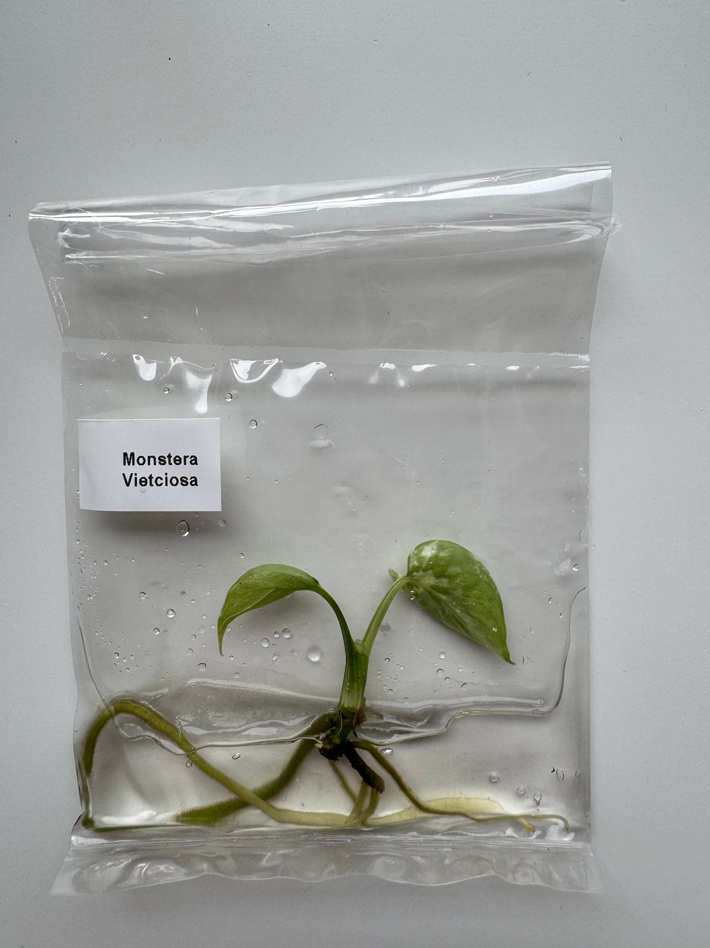 Monstera Vietciosa