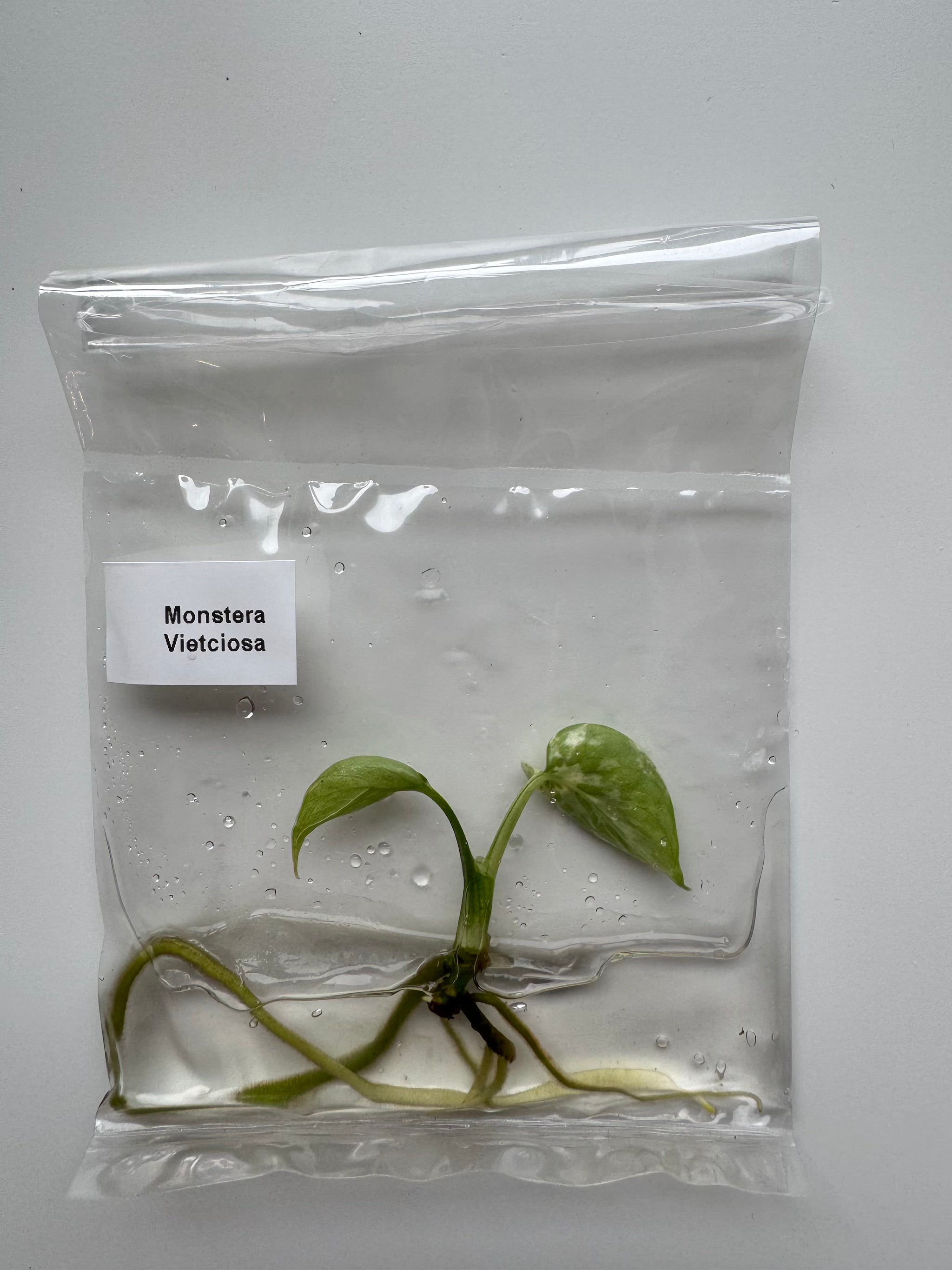 Monstera Vietciosa