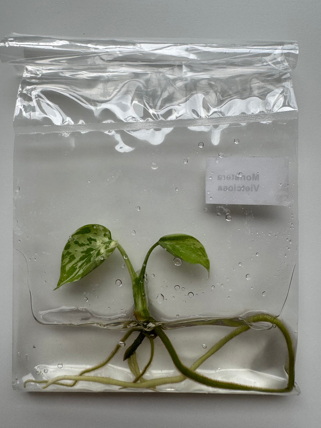 Monstera Vietciosa