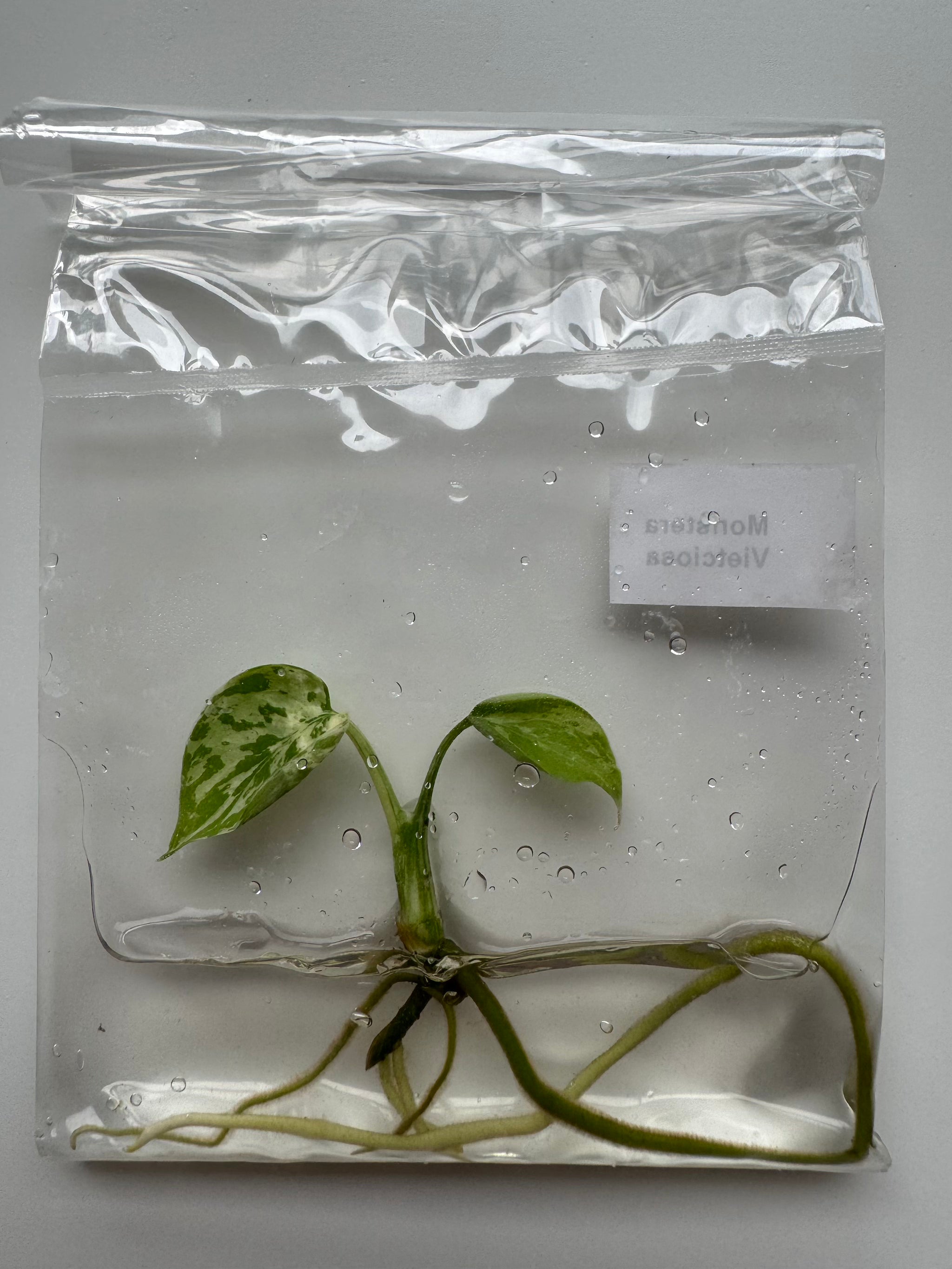 Monstera Vietciosa