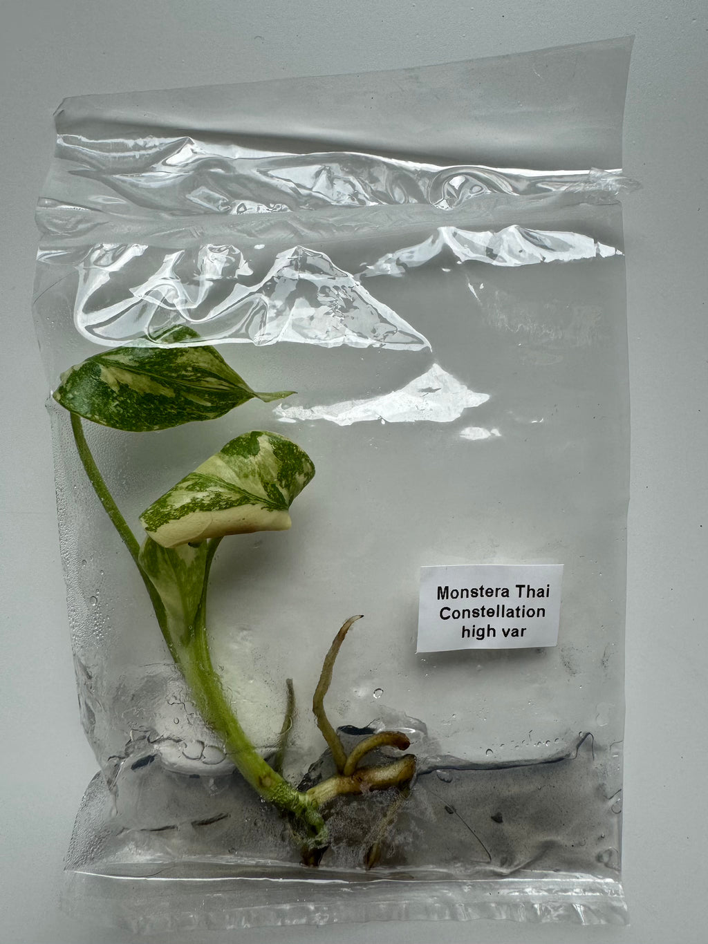 Monstera Thai Constellation High Variegated