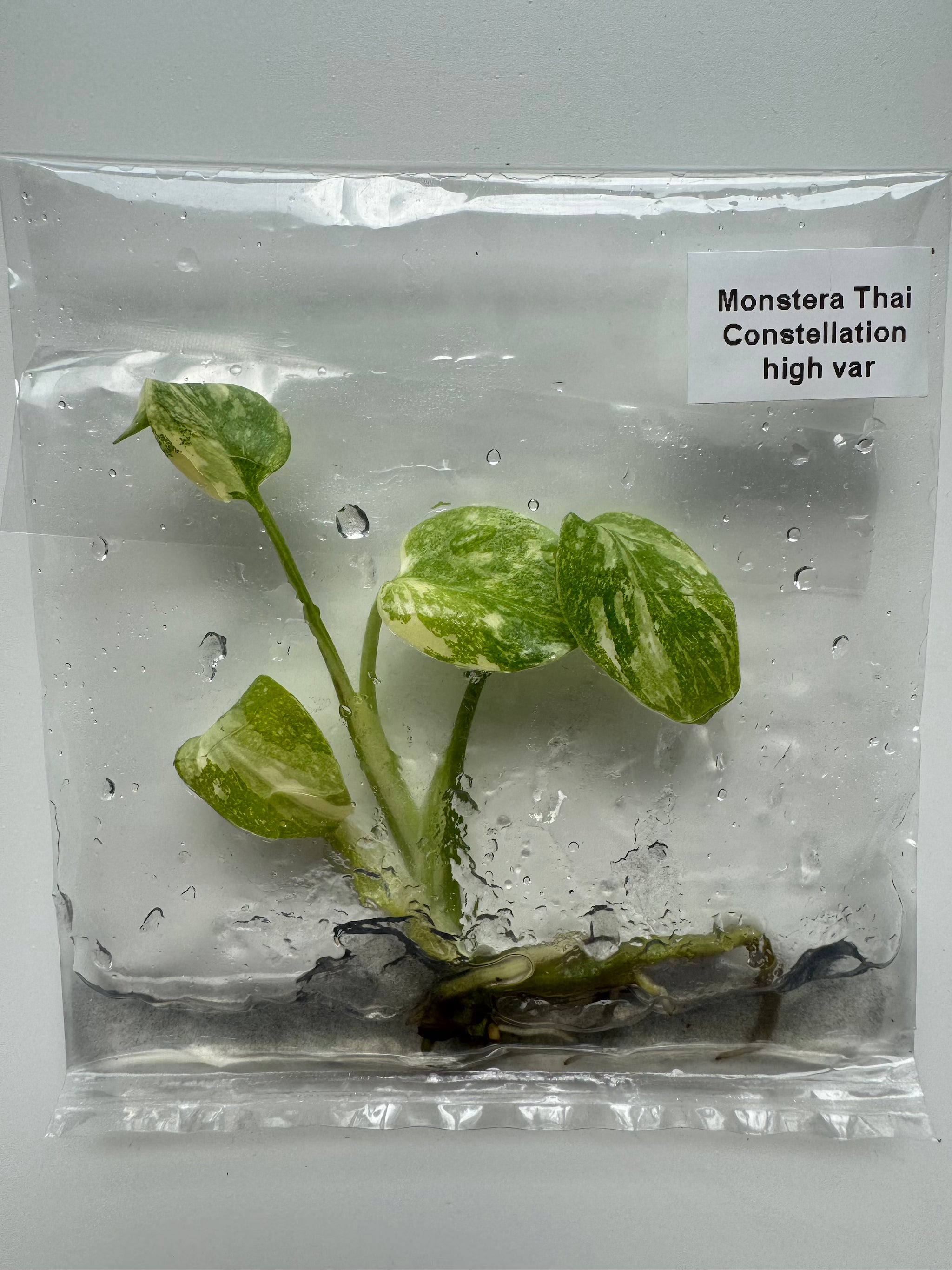 Monstera Thai Constellation High Variegated