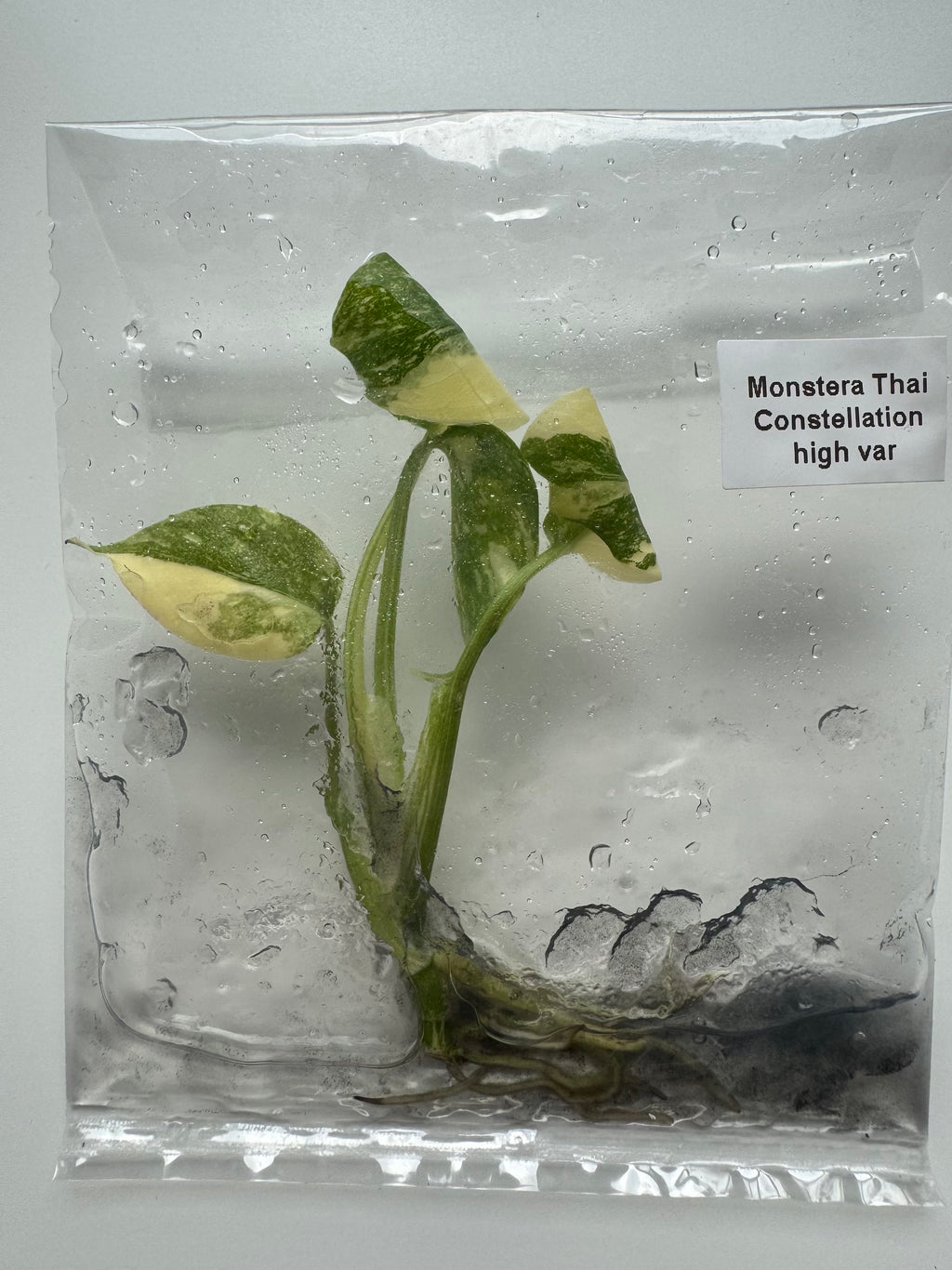 Monstera Thai Constellation High Variegated