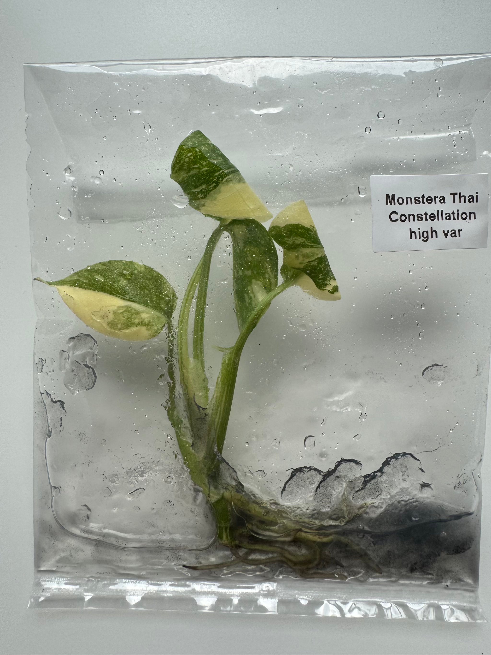 Monstera Thai Constellation High Variegated