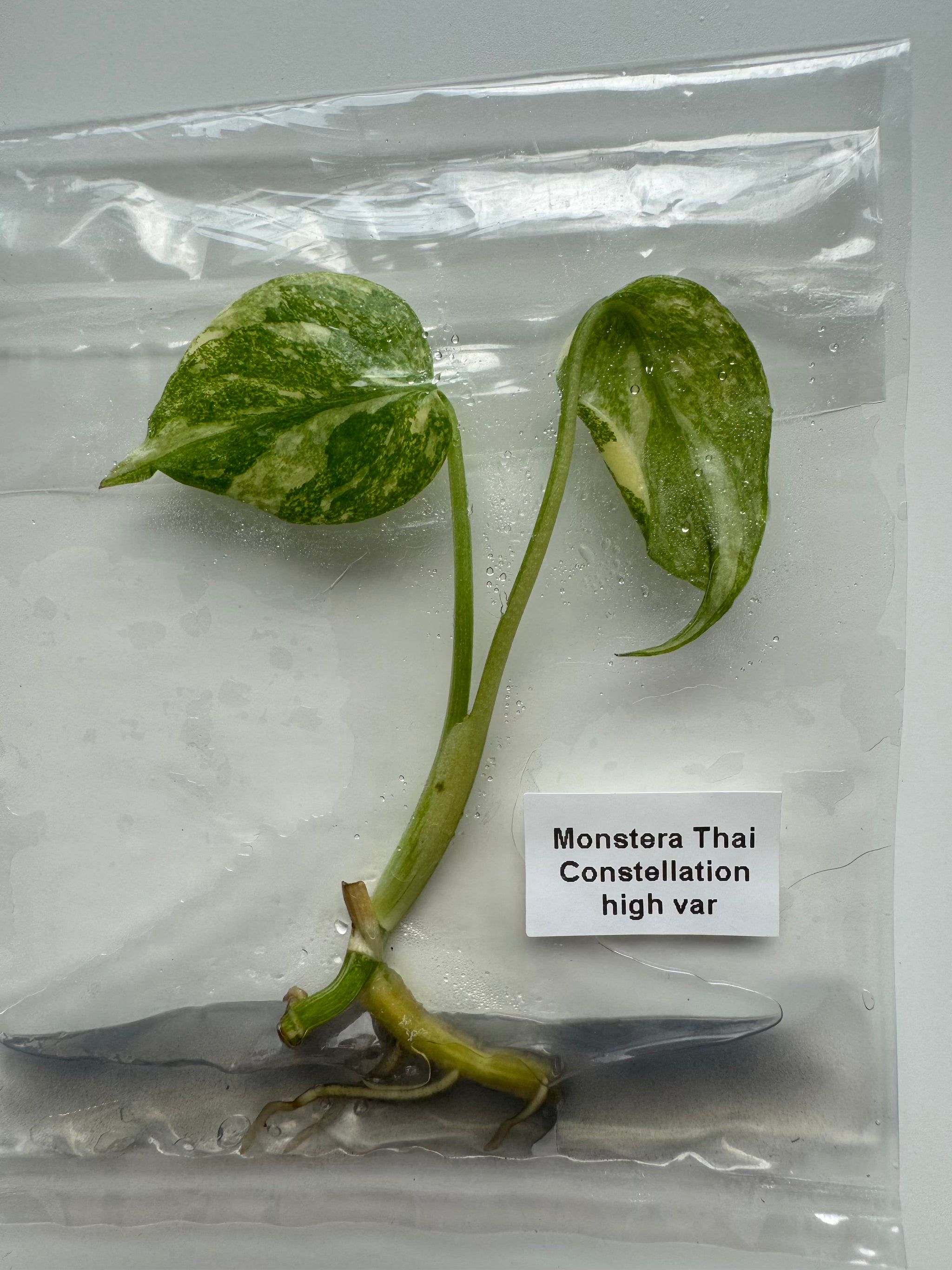 Monstera Thai Constellation High Variegated