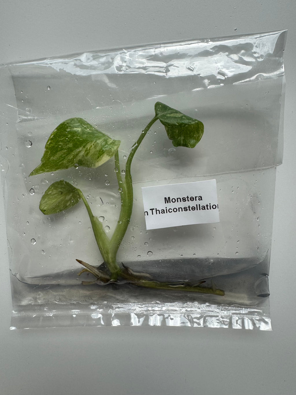 Monstera Thai Constellation High Variegated