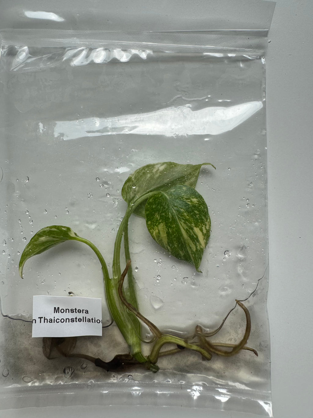 Monstera Thai Constellation High Variegated