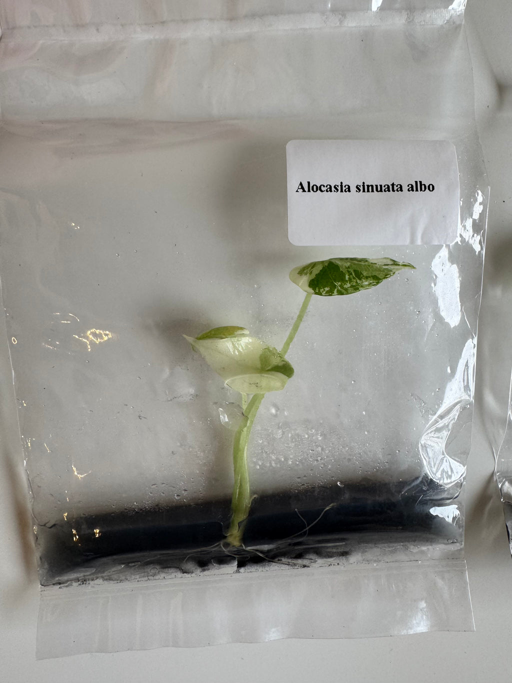 Alocasia Sinuata albo var