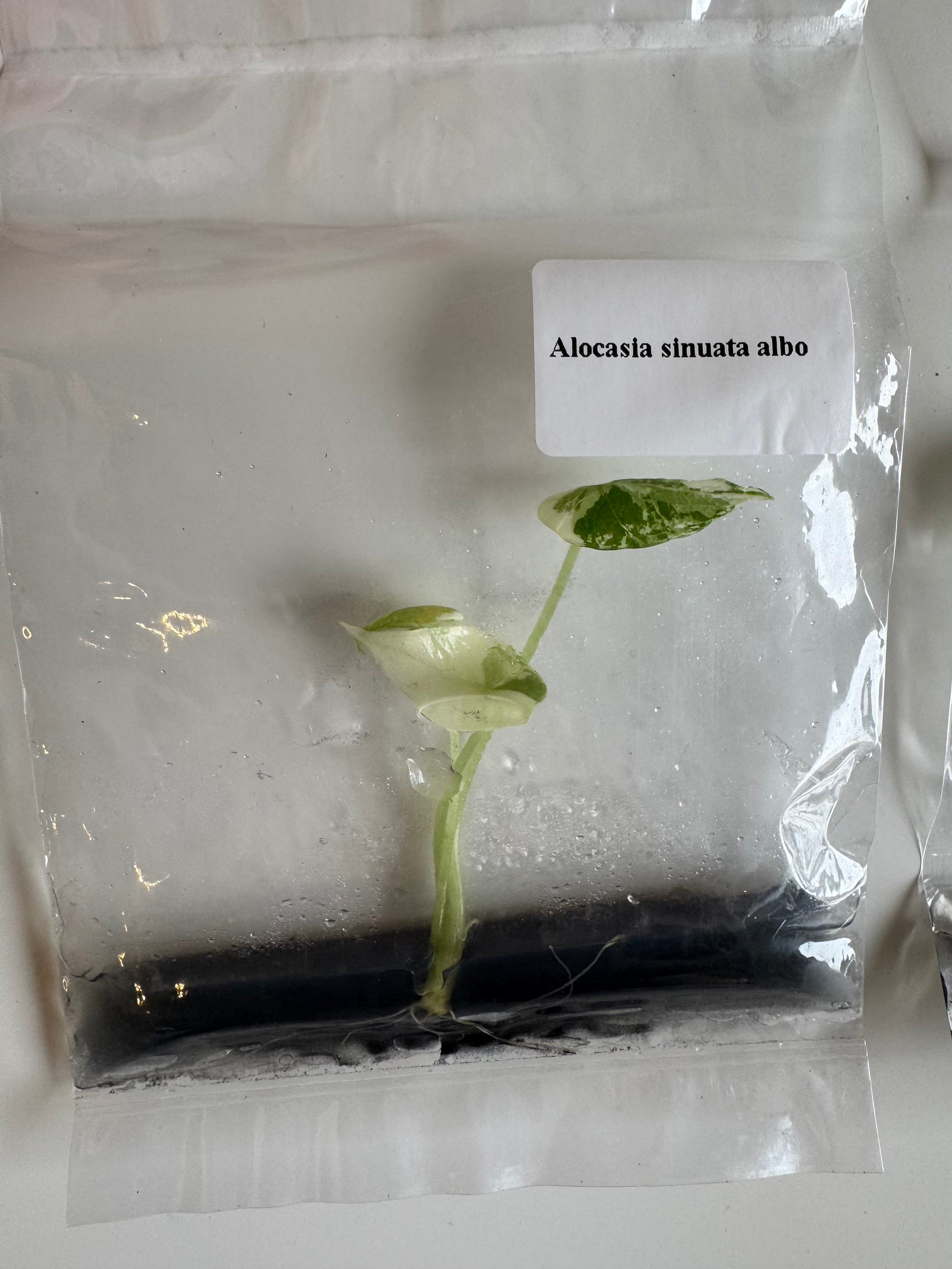 Alocasia Sinuata albo var