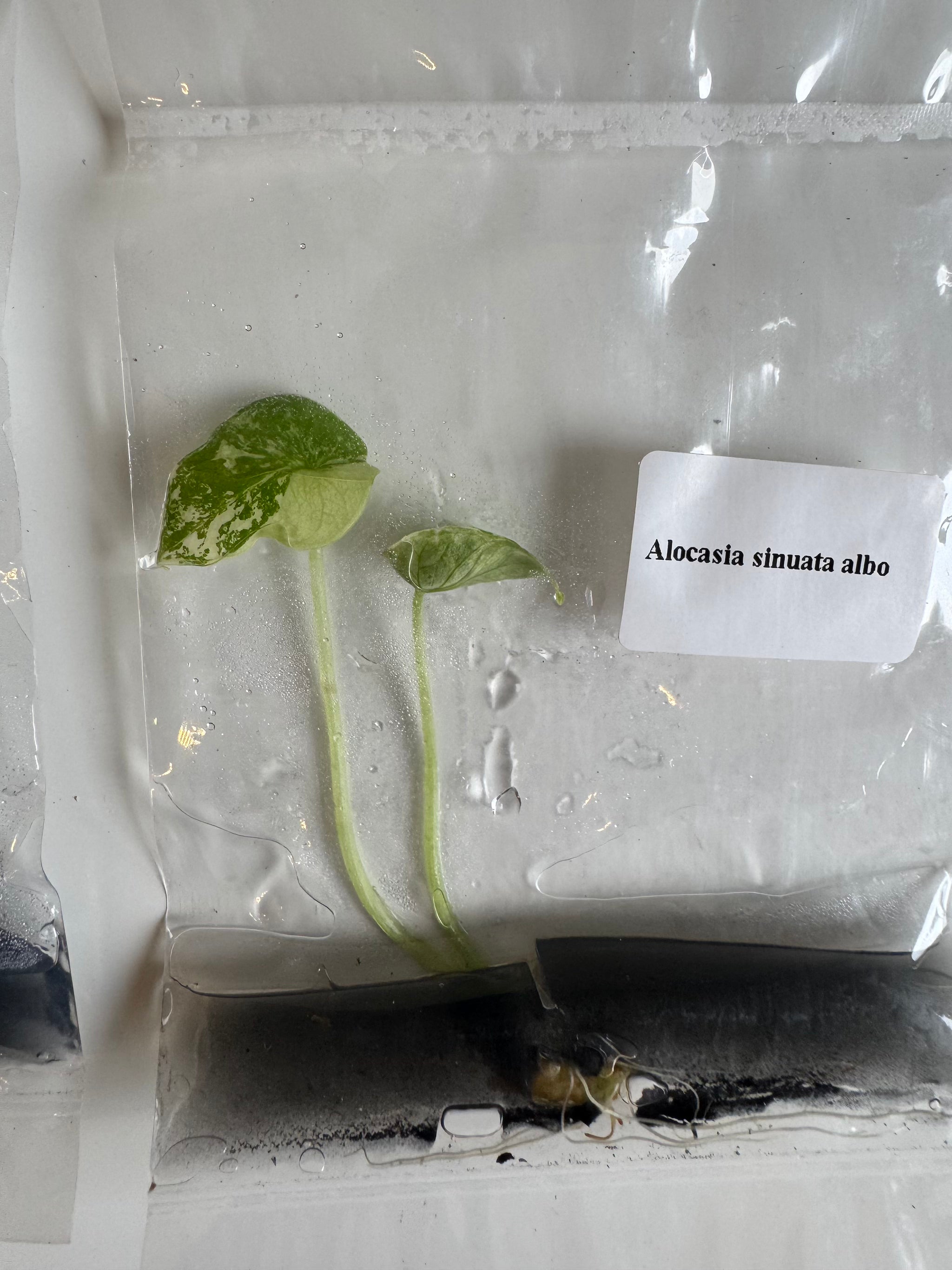 Alocasia Sinuata albo var