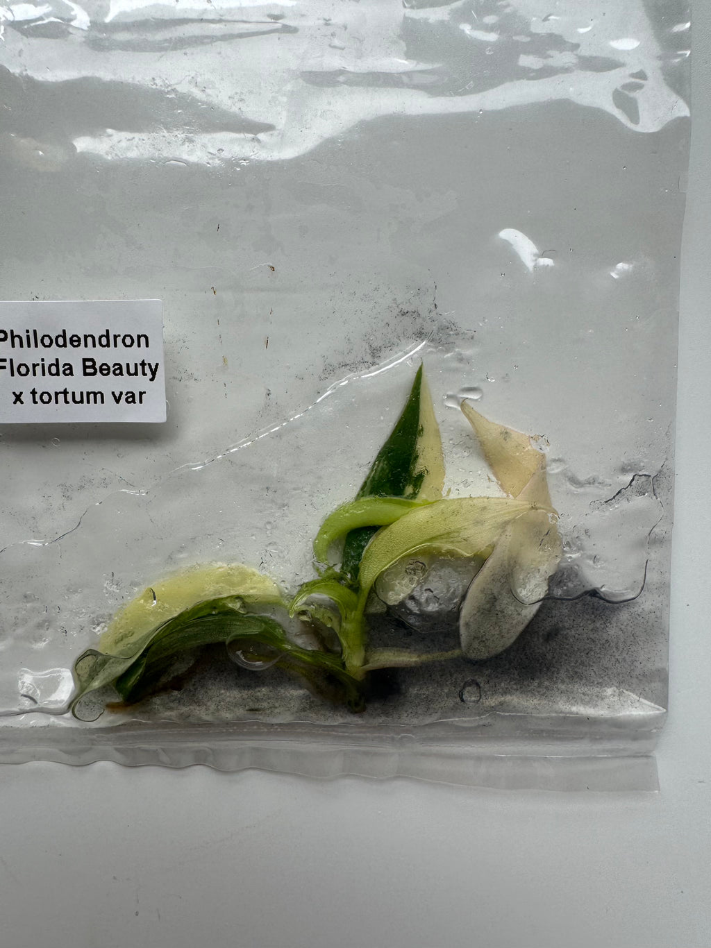 Philodendron Florida Beauty x tortum var