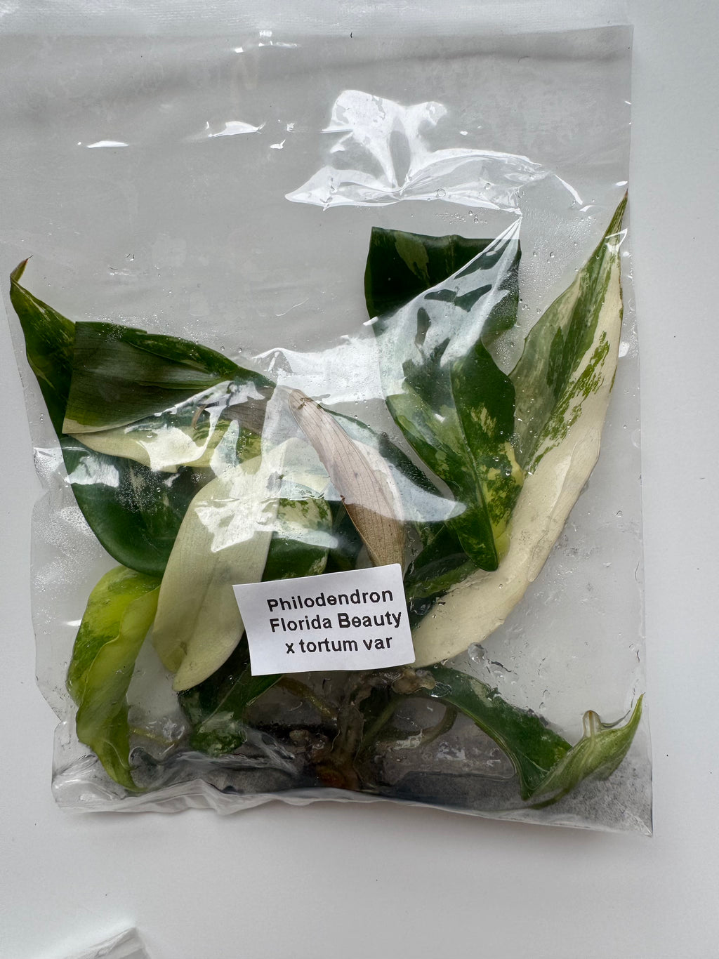 Philodendron Florida Beauty x tortum var