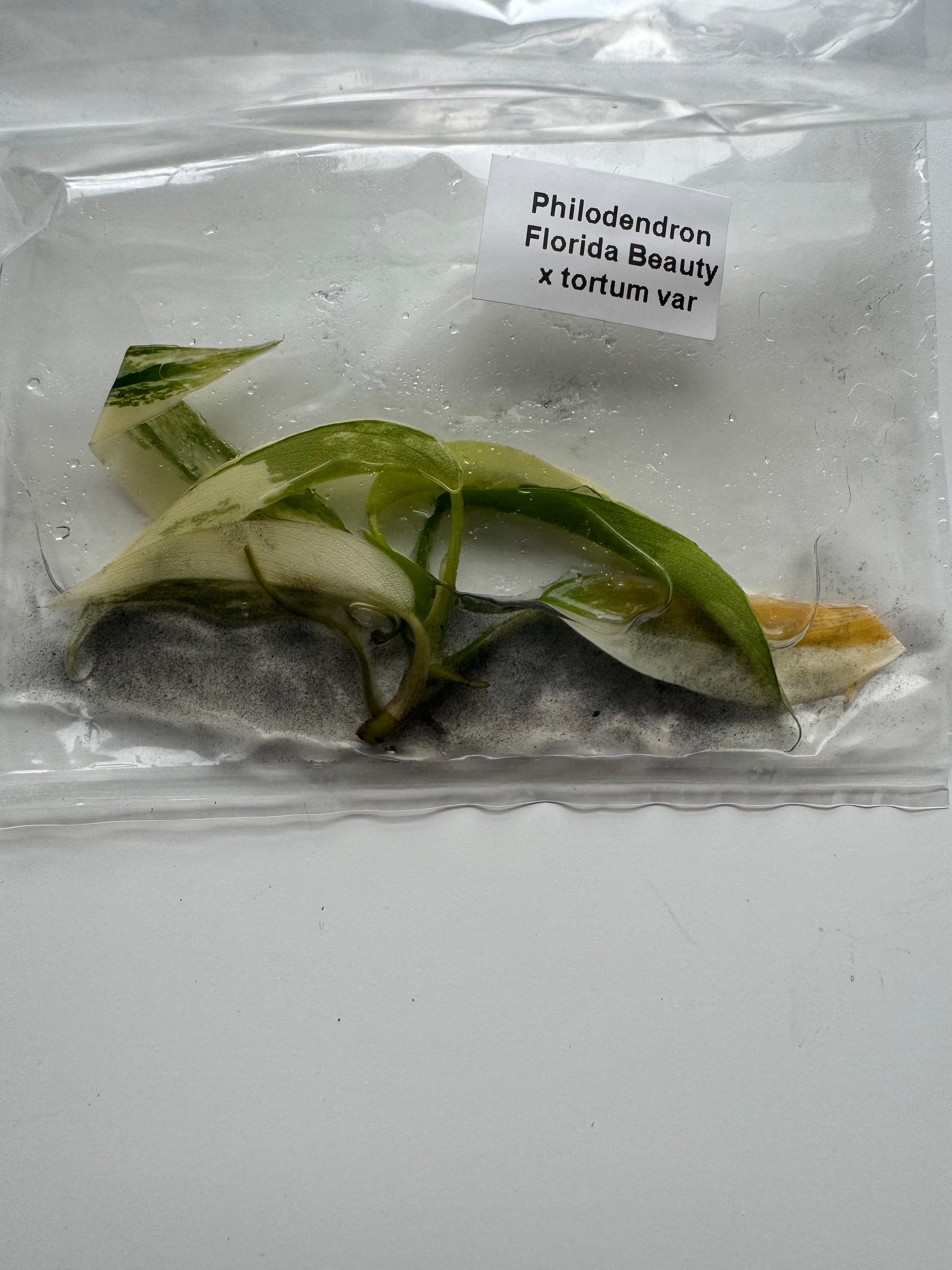 Philodendron Florida Beauty x tortum var