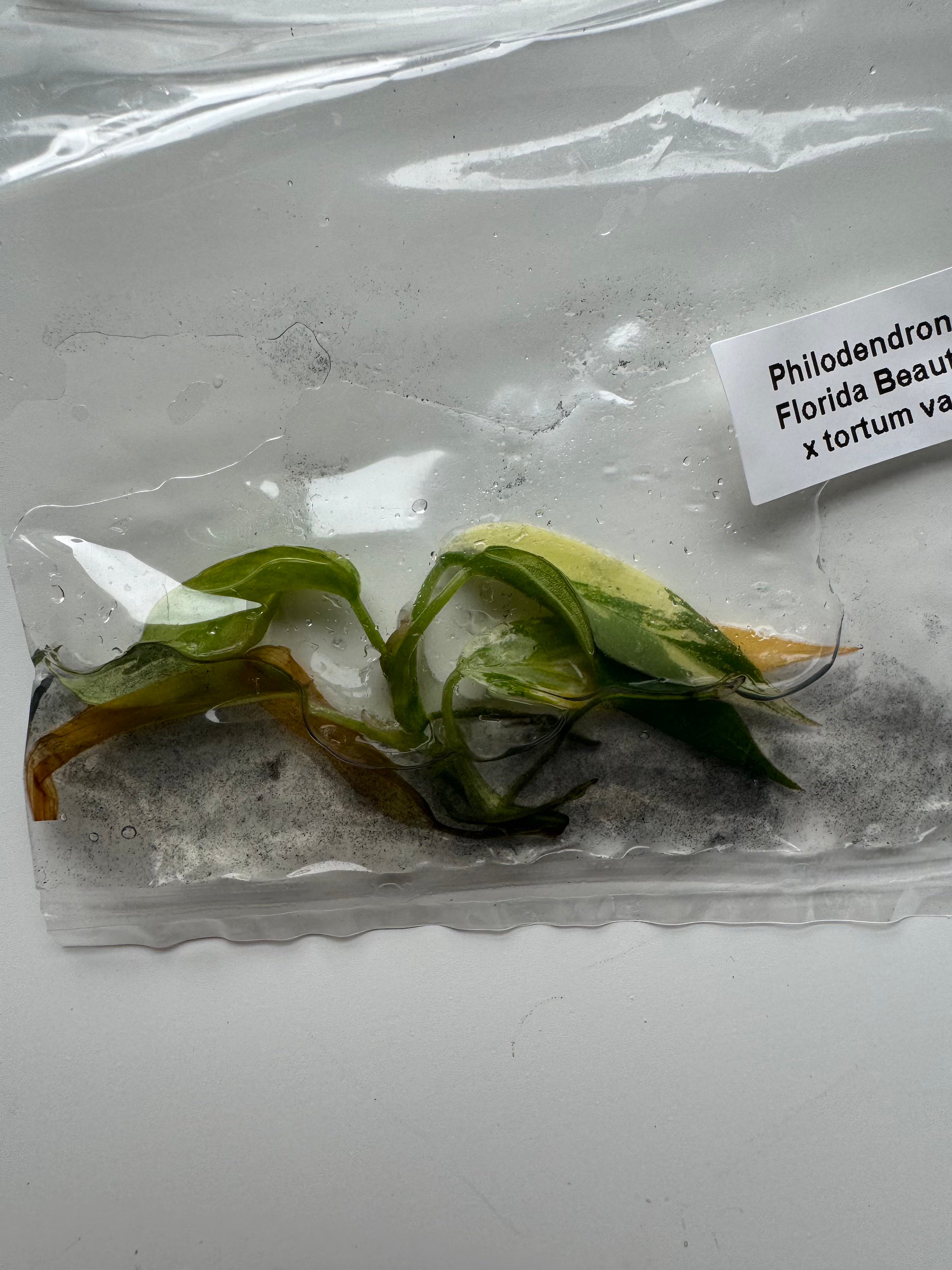 Philodendron Florida Beauty x tortum var