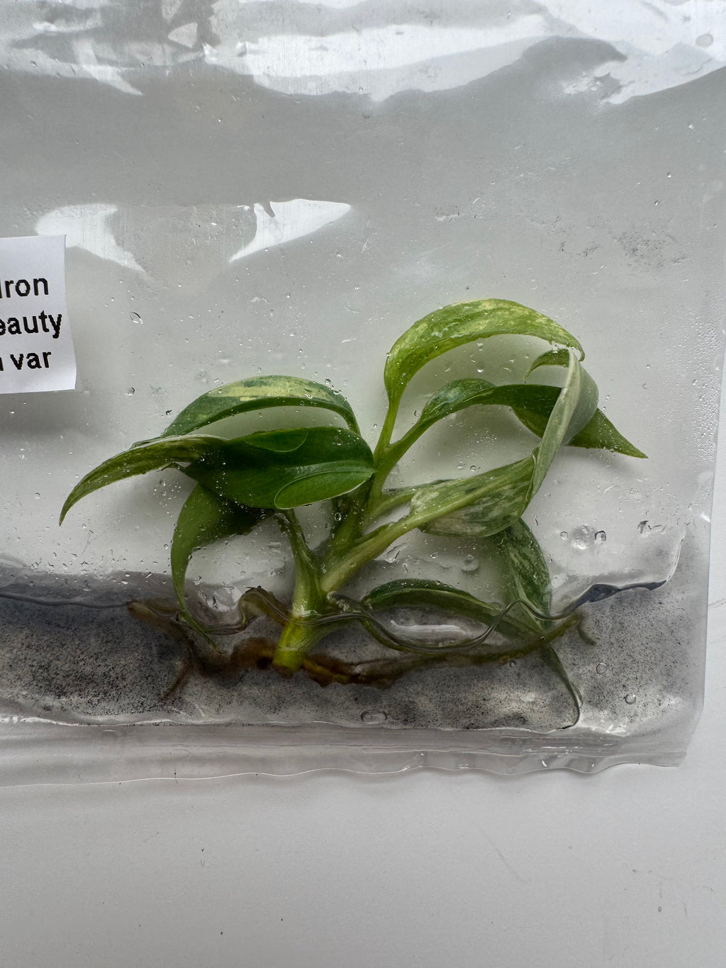 Philodendron Florida Beauty x tortum var