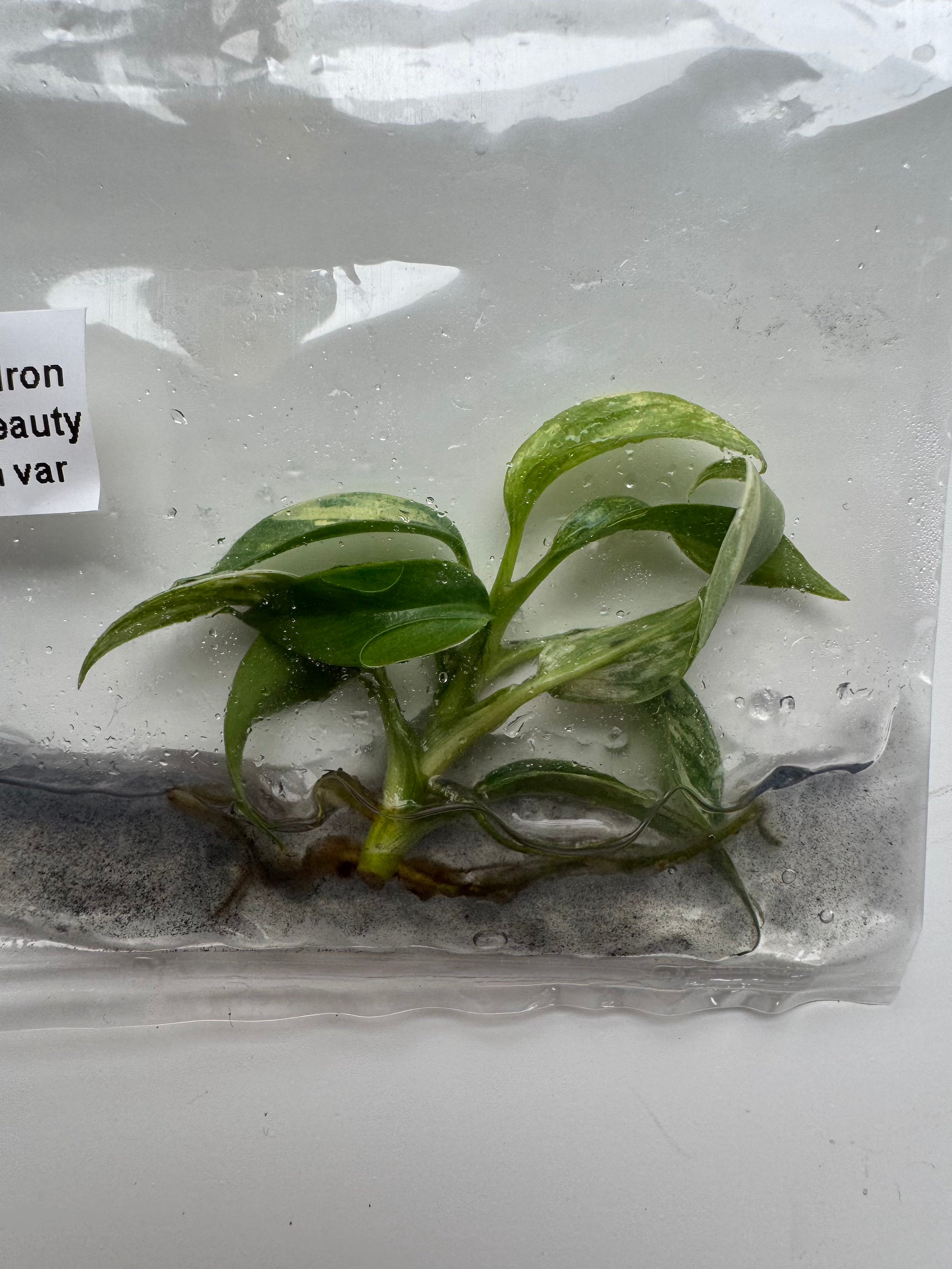 Philodendron Florida Beauty x tortum var