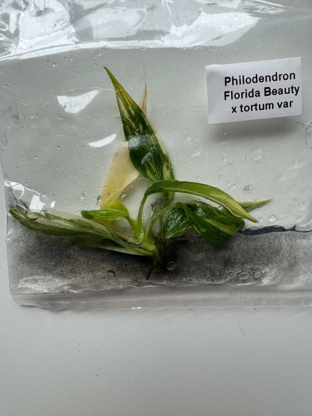 Philodendron Florida Beauty x tortum var