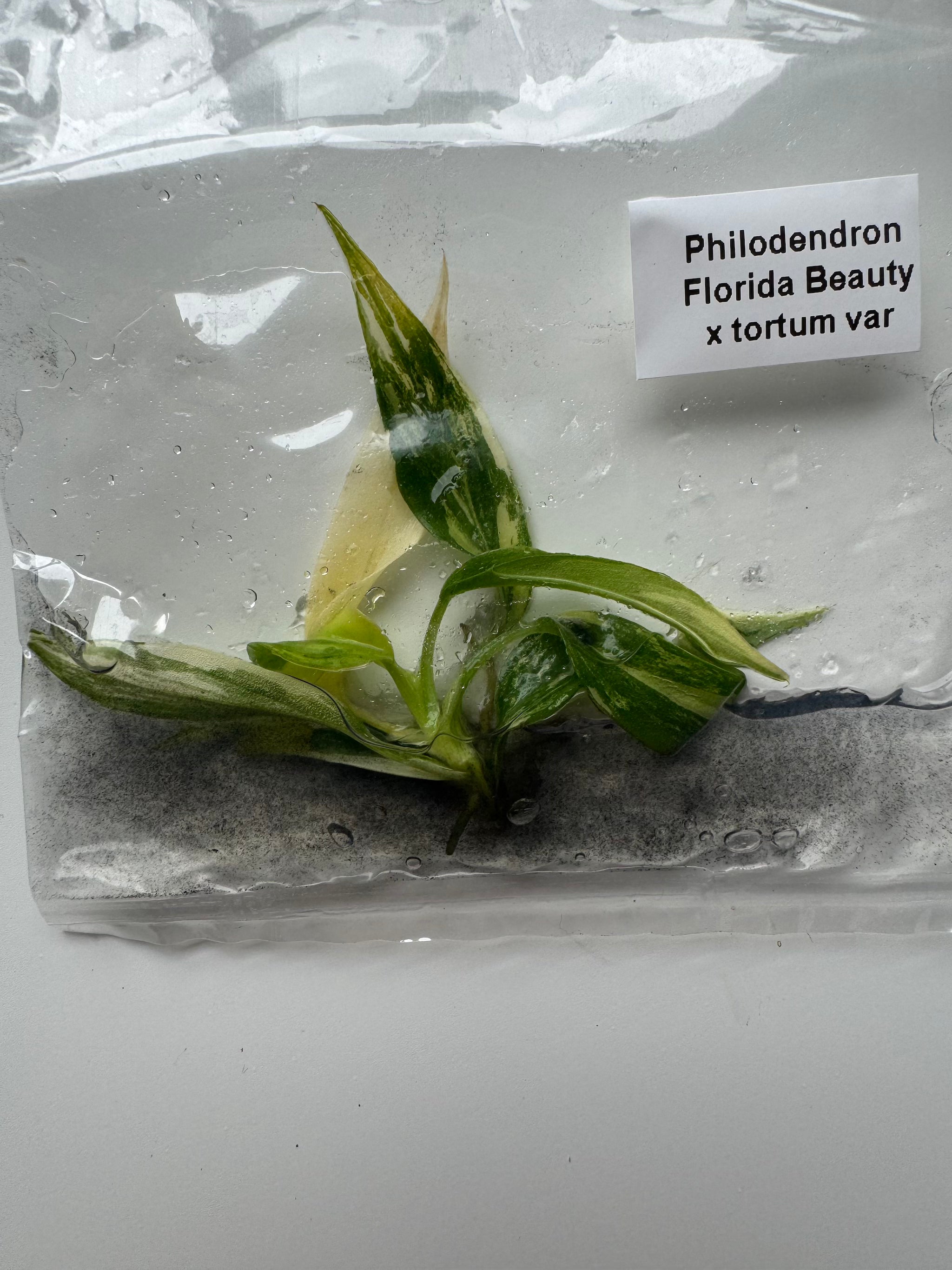 Philodendron Florida Beauty x tortum var